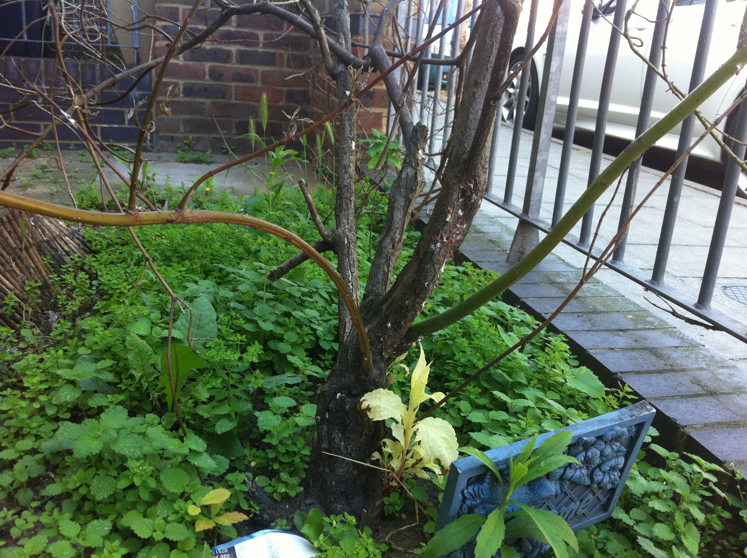 Is my dogwood shrub dying/dead? — BBC Gardeners' World Magazine