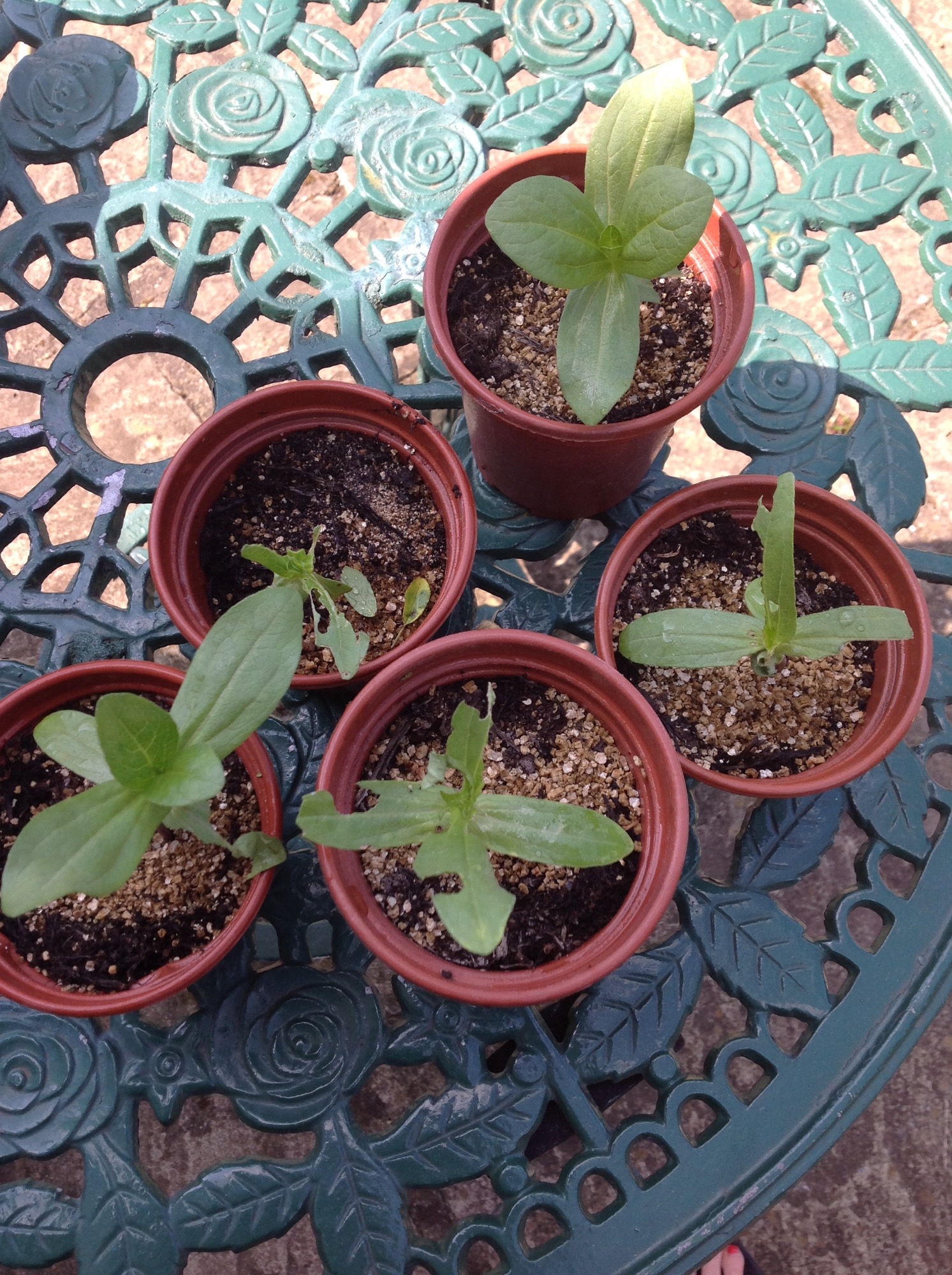 What's eating my Zinnias — BBC Gardeners' World Magazine