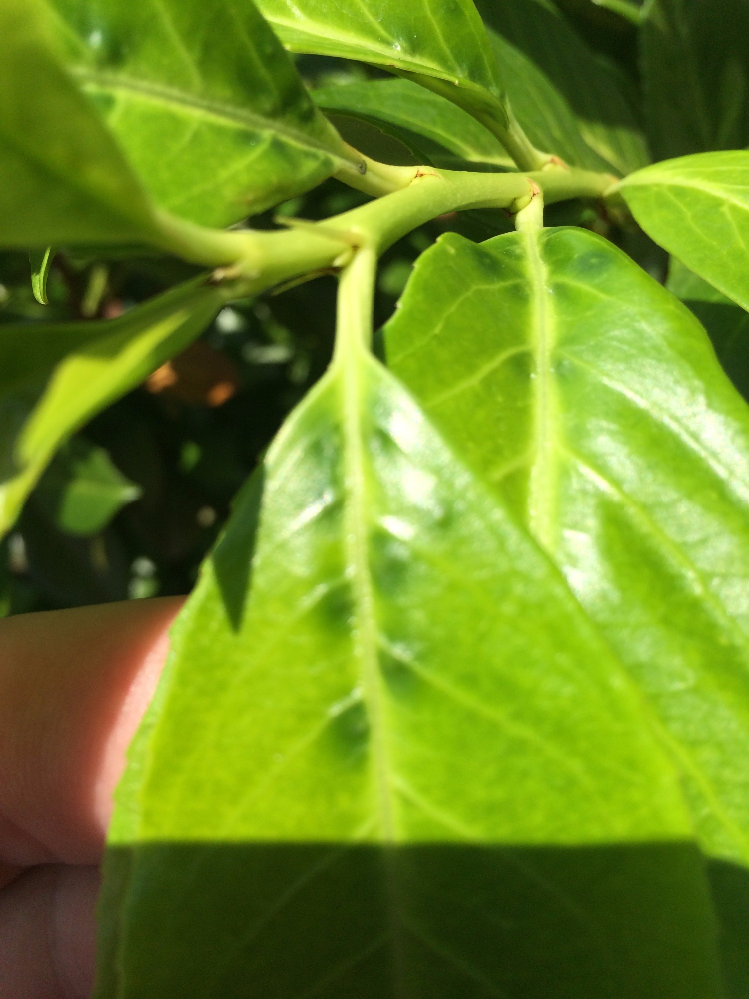 English Laurel Spots — BBC Gardeners' World Magazine