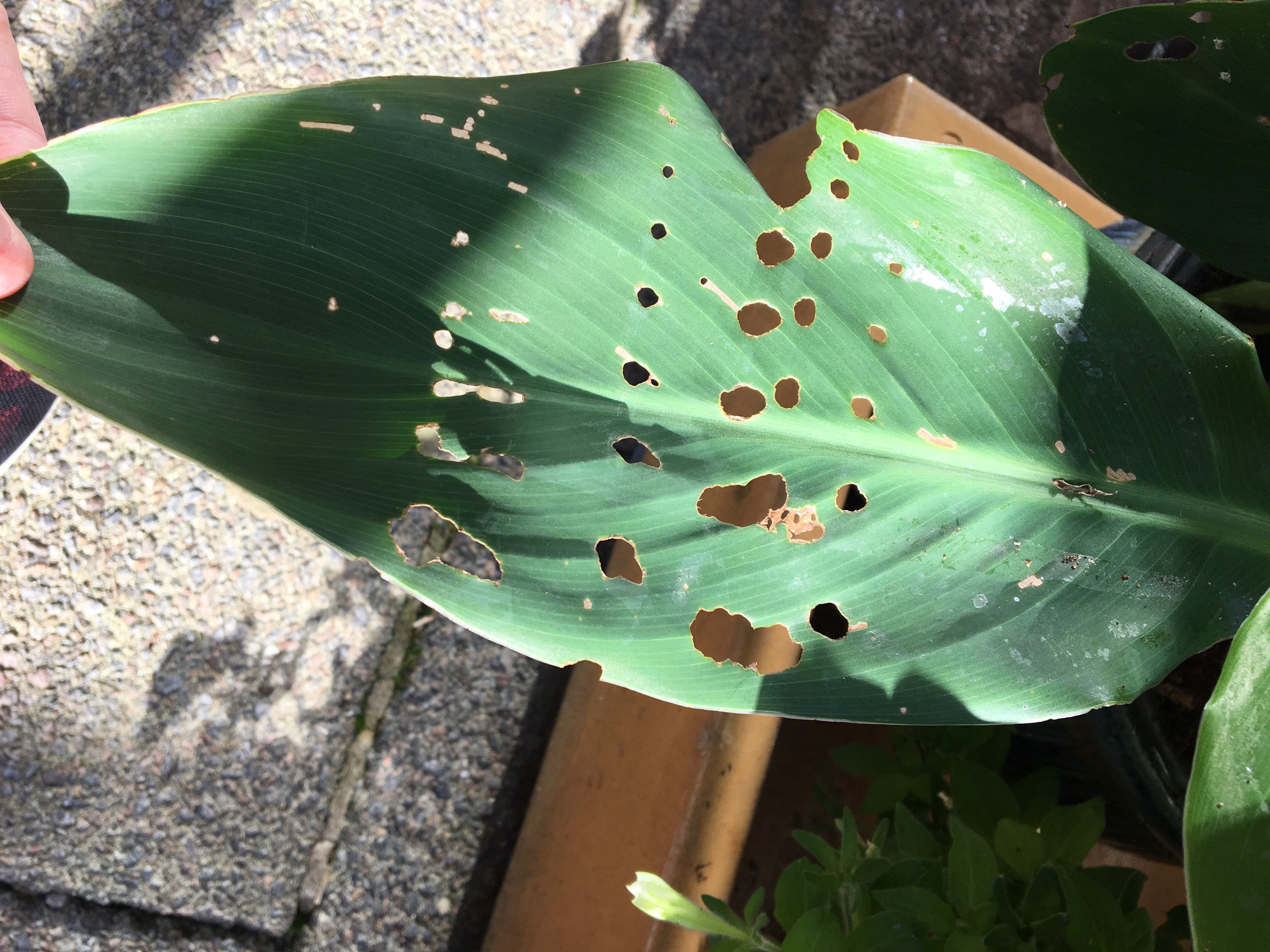 What Is Eating Holes In My Iris Leaves A Pictures Of Hole 2018