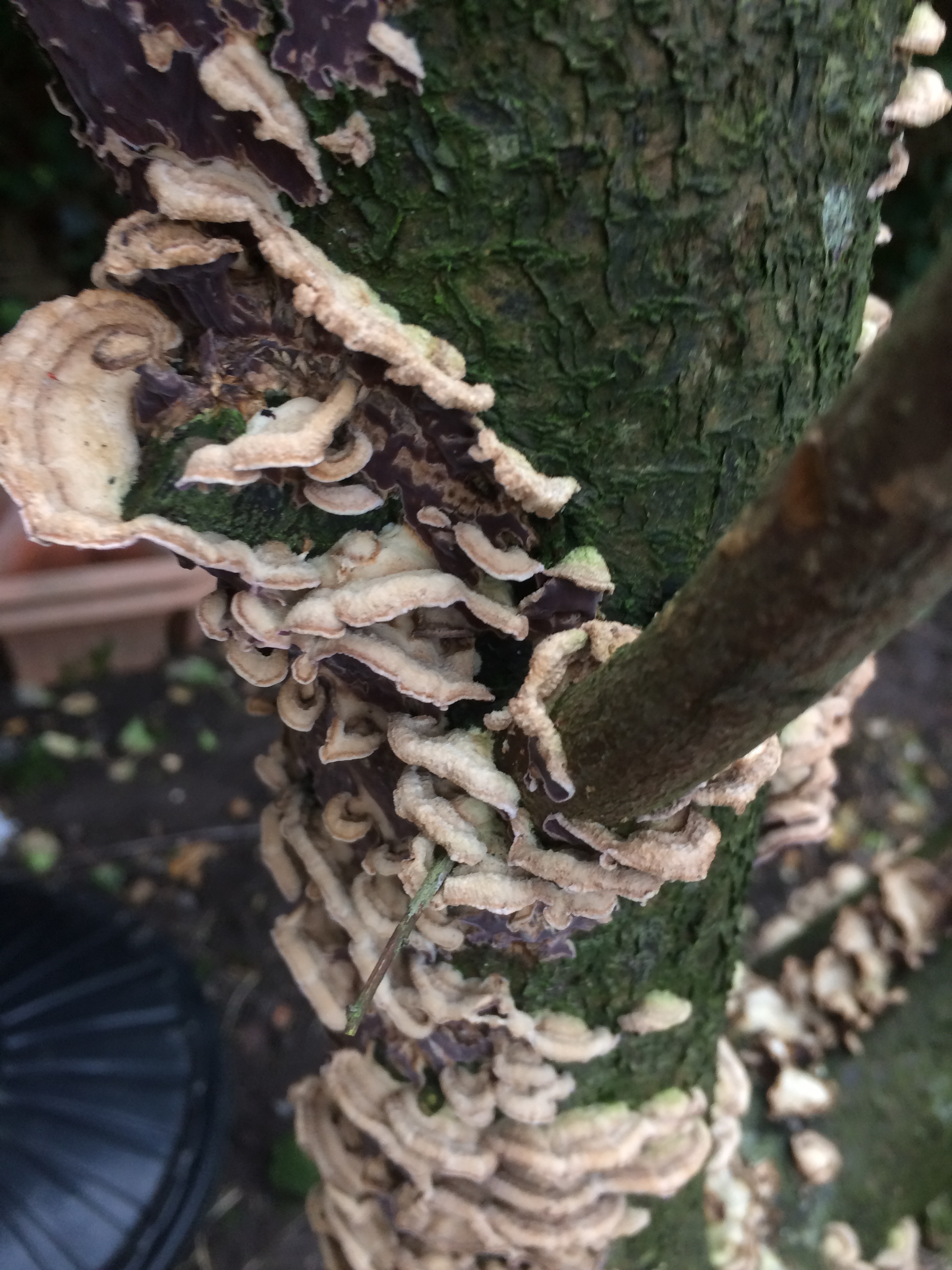 Tree fungus — BBC Gardeners' World Magazine