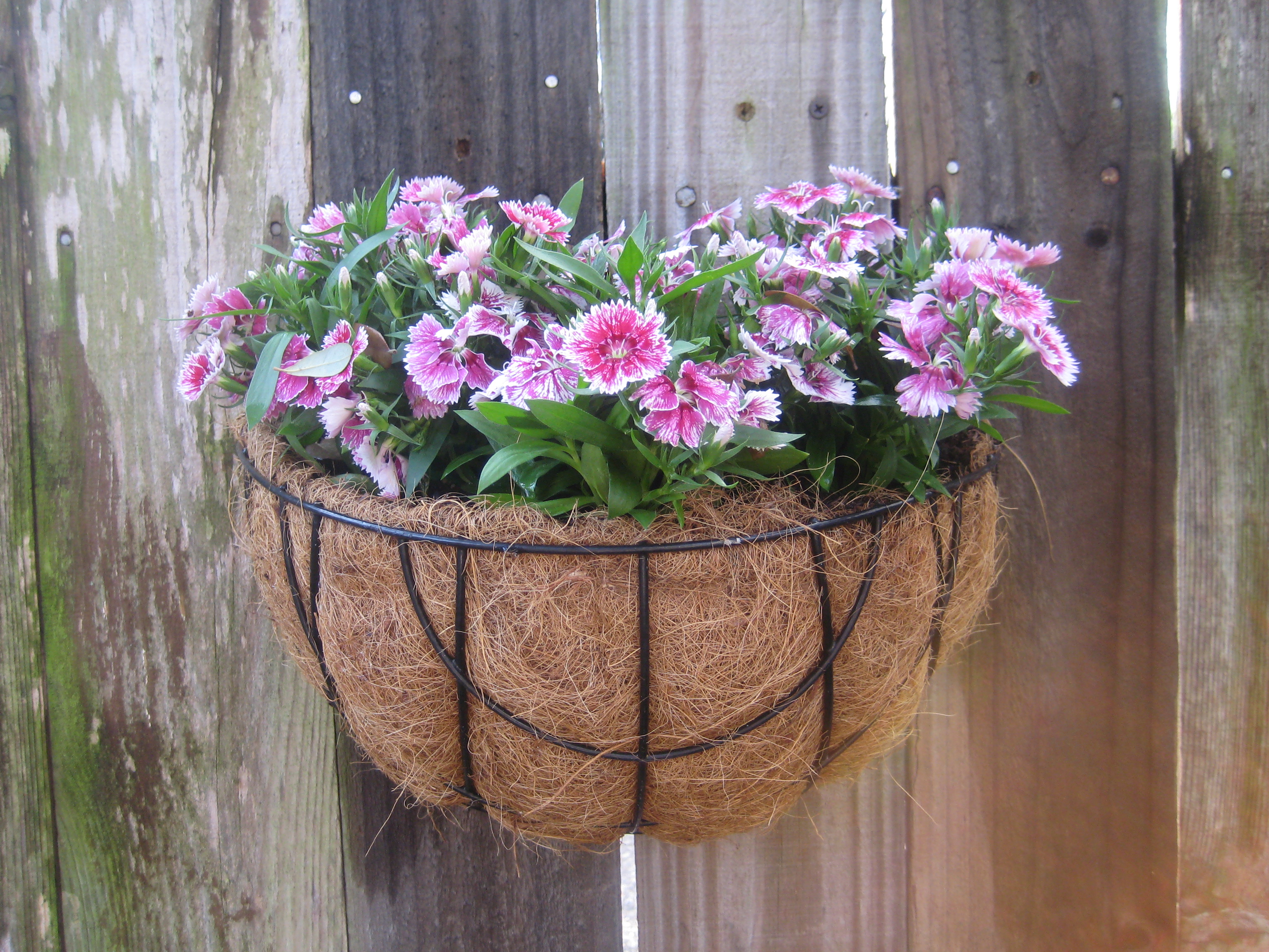 Show me your Hanging Baskets — BBC Gardeners' World Magazine