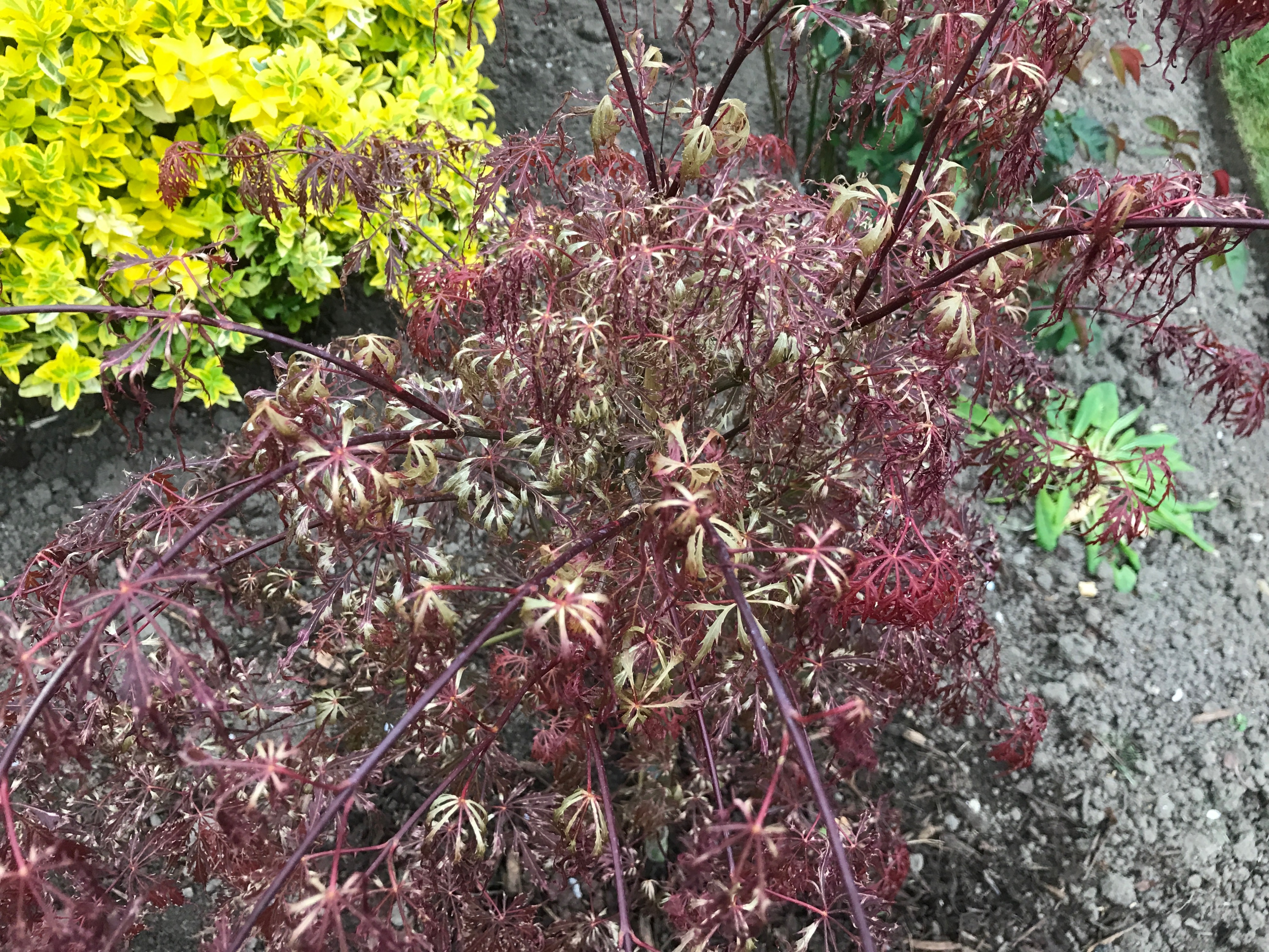 Damaged Acer — BBC Gardeners' World Magazine