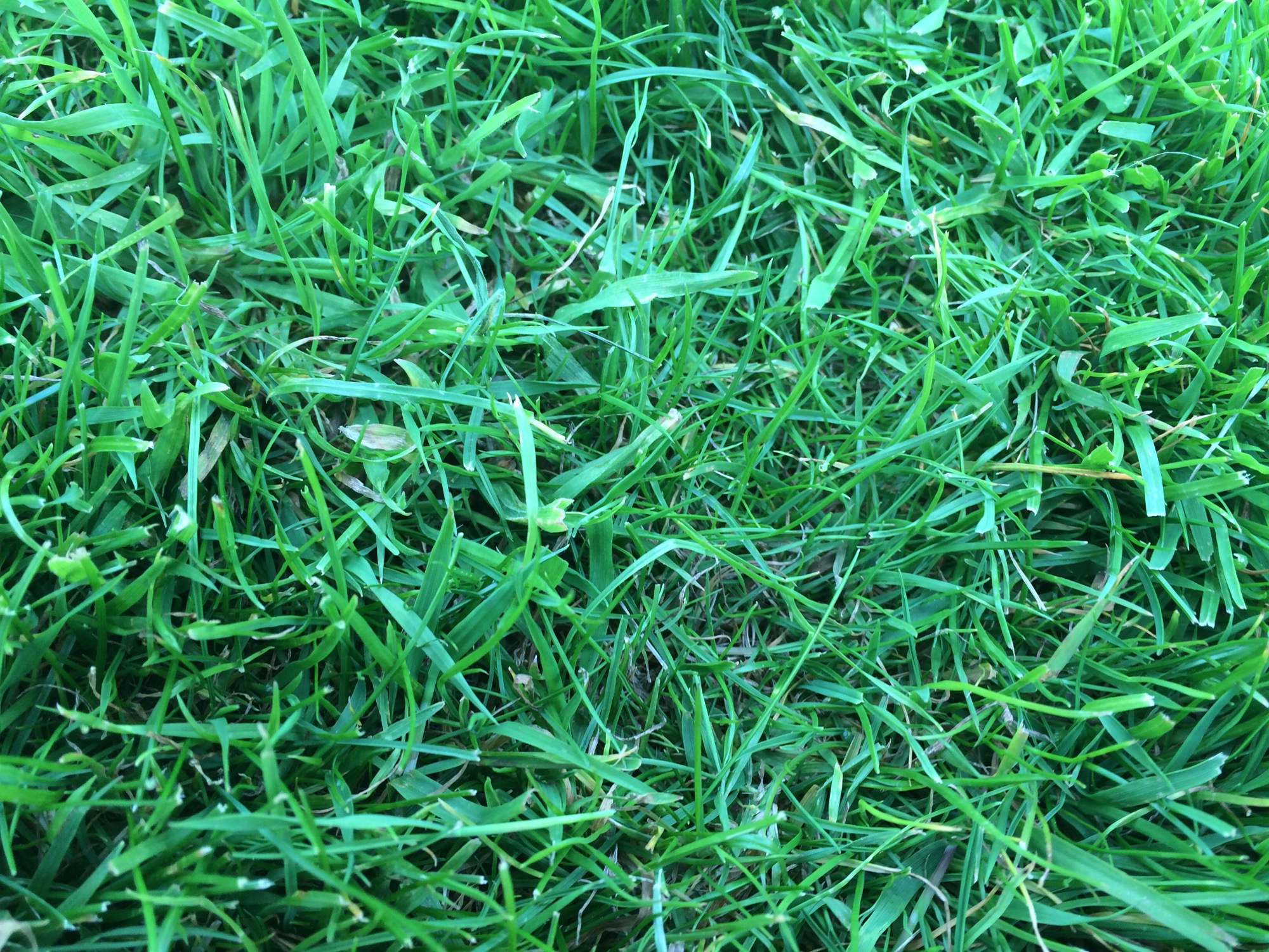 Lawn query — BBC Gardeners' World Magazine