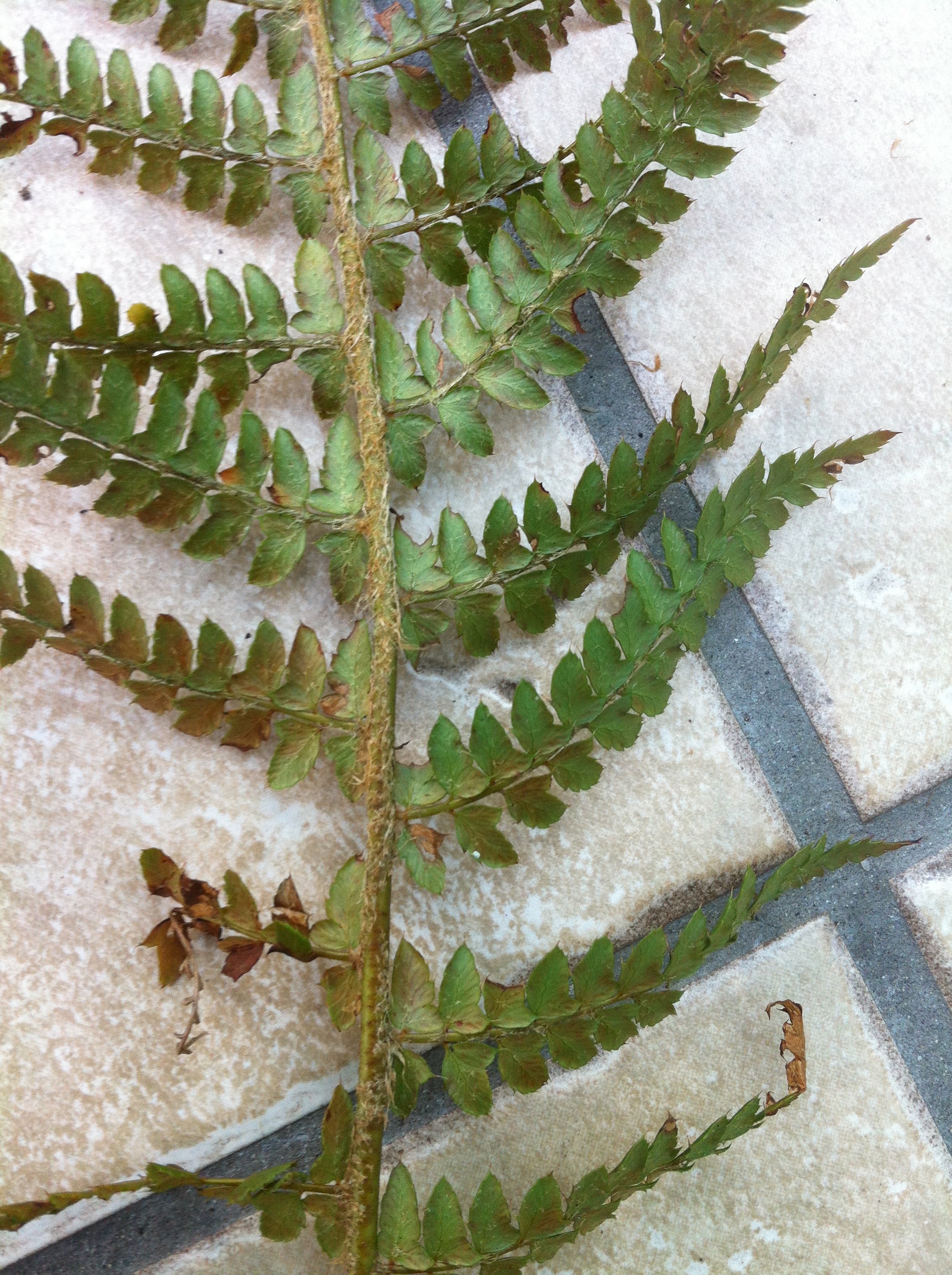 Fern ID — BBC Gardeners' World Magazine