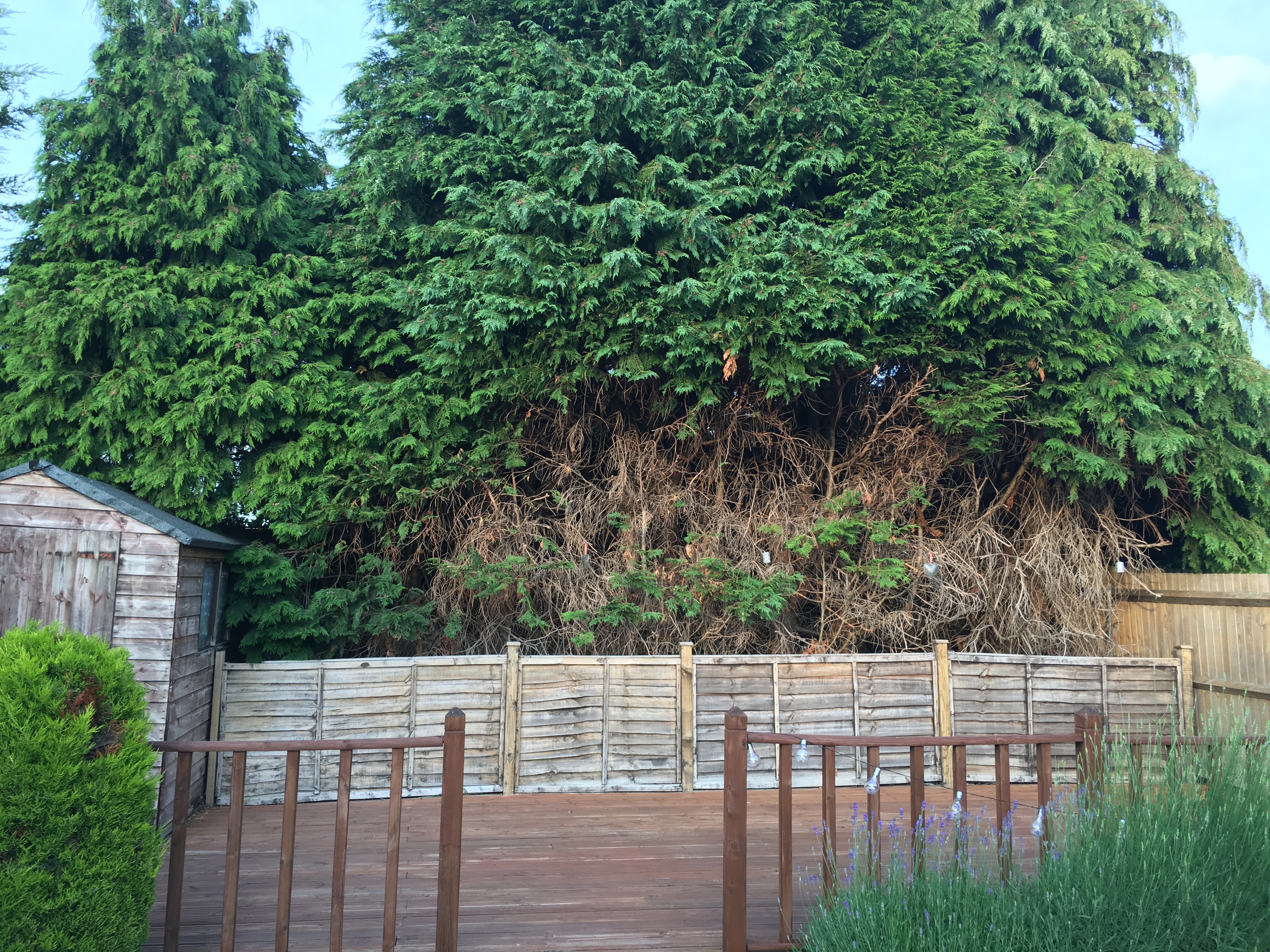 Dead Leylandii Tree Infill Options Bbc Gardeners World Magazine