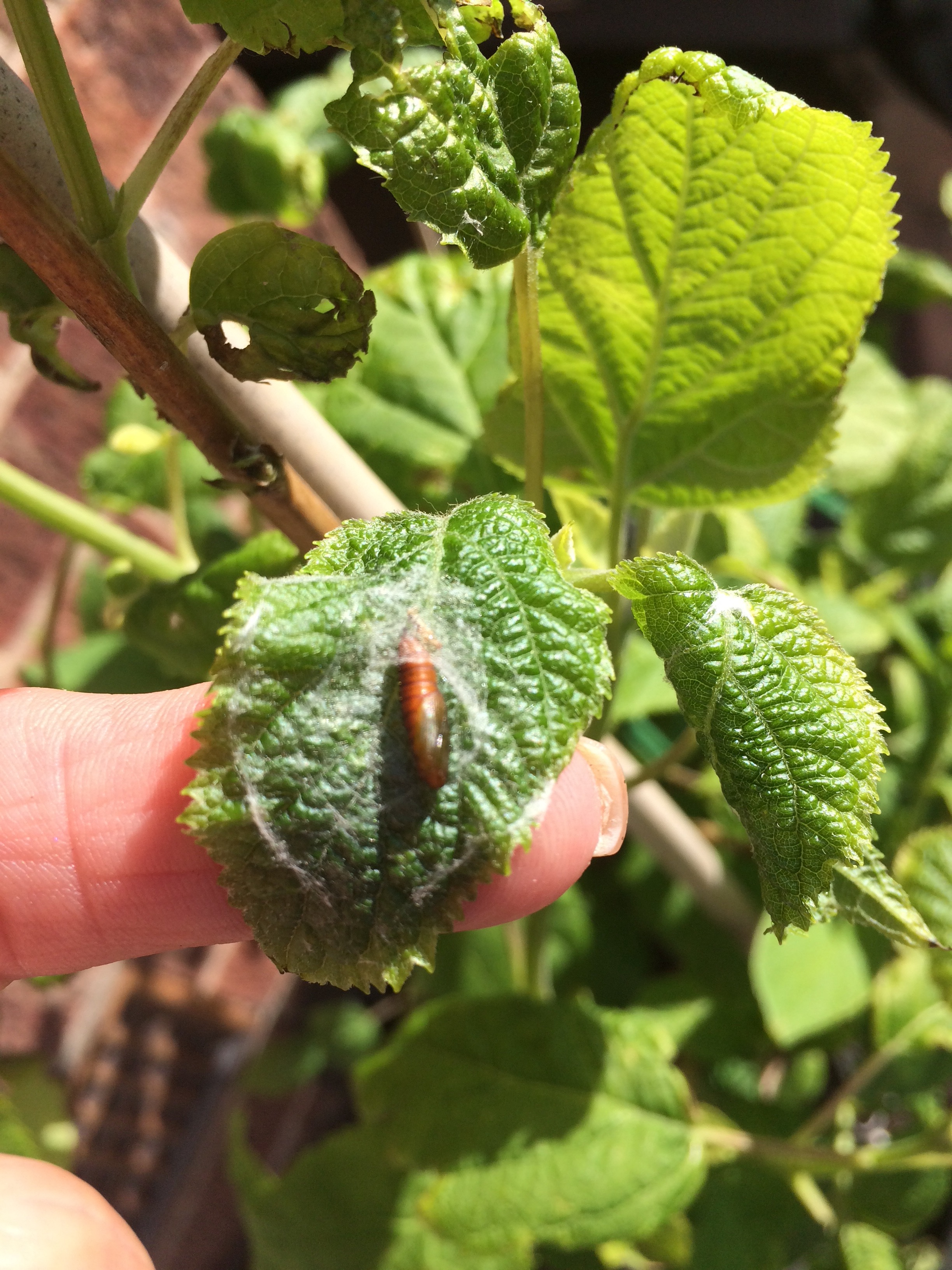 Problem with my hydrangea — BBC Gardeners' World Magazine