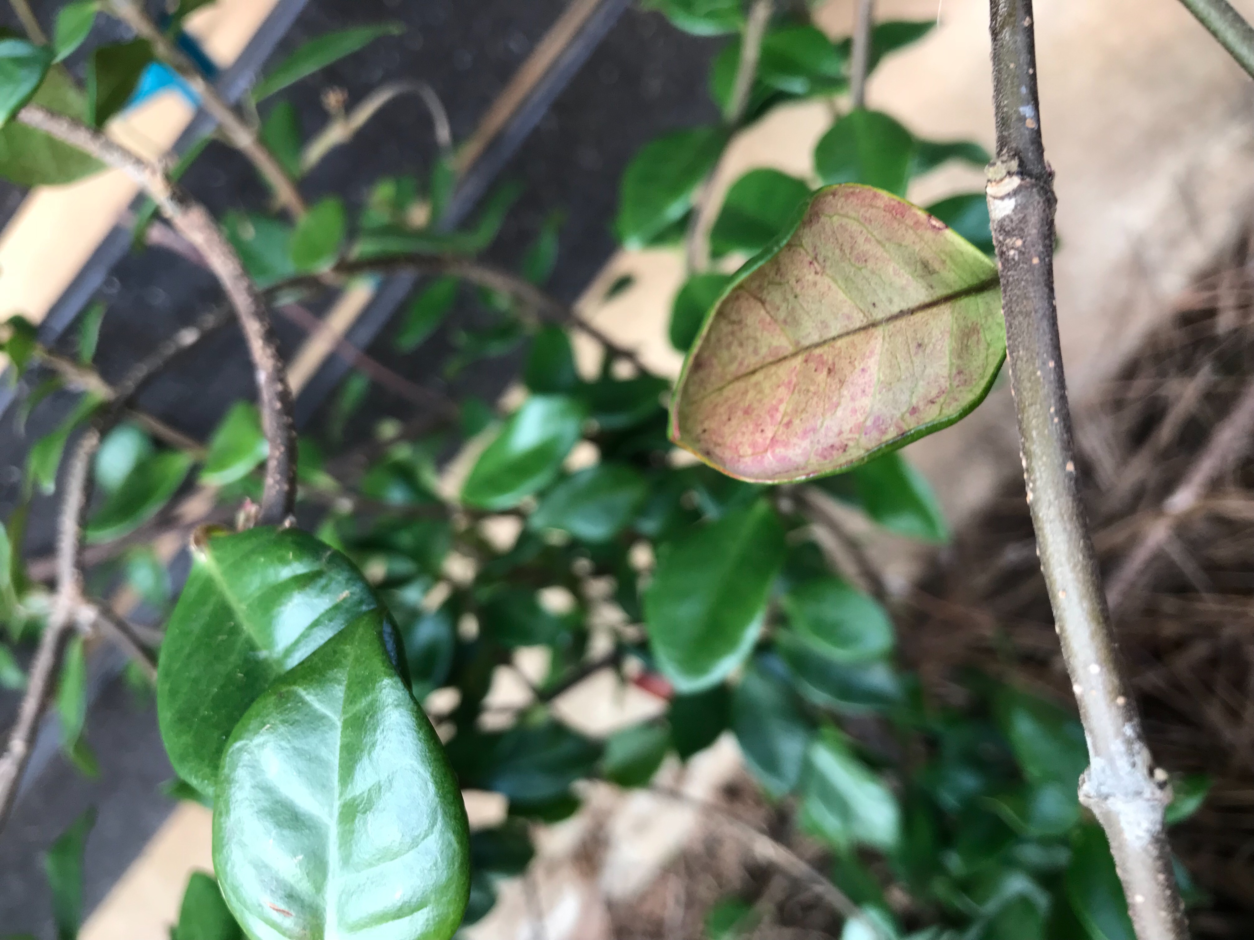 Confederate Jasmine Help — BBC Gardeners' World Magazine