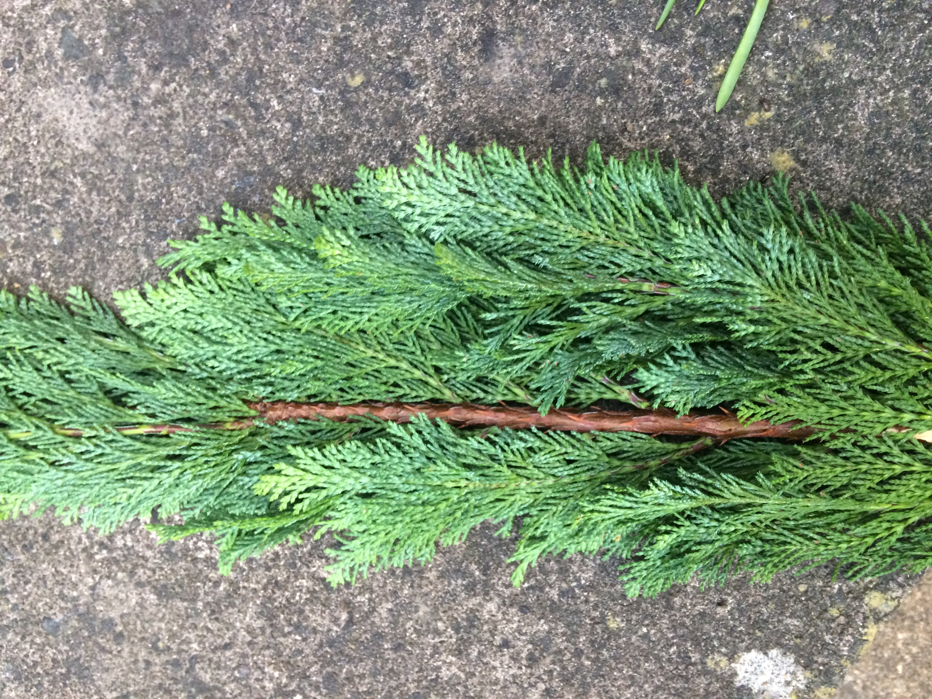 Fir tree pruning — BBC Gardeners' World Magazine