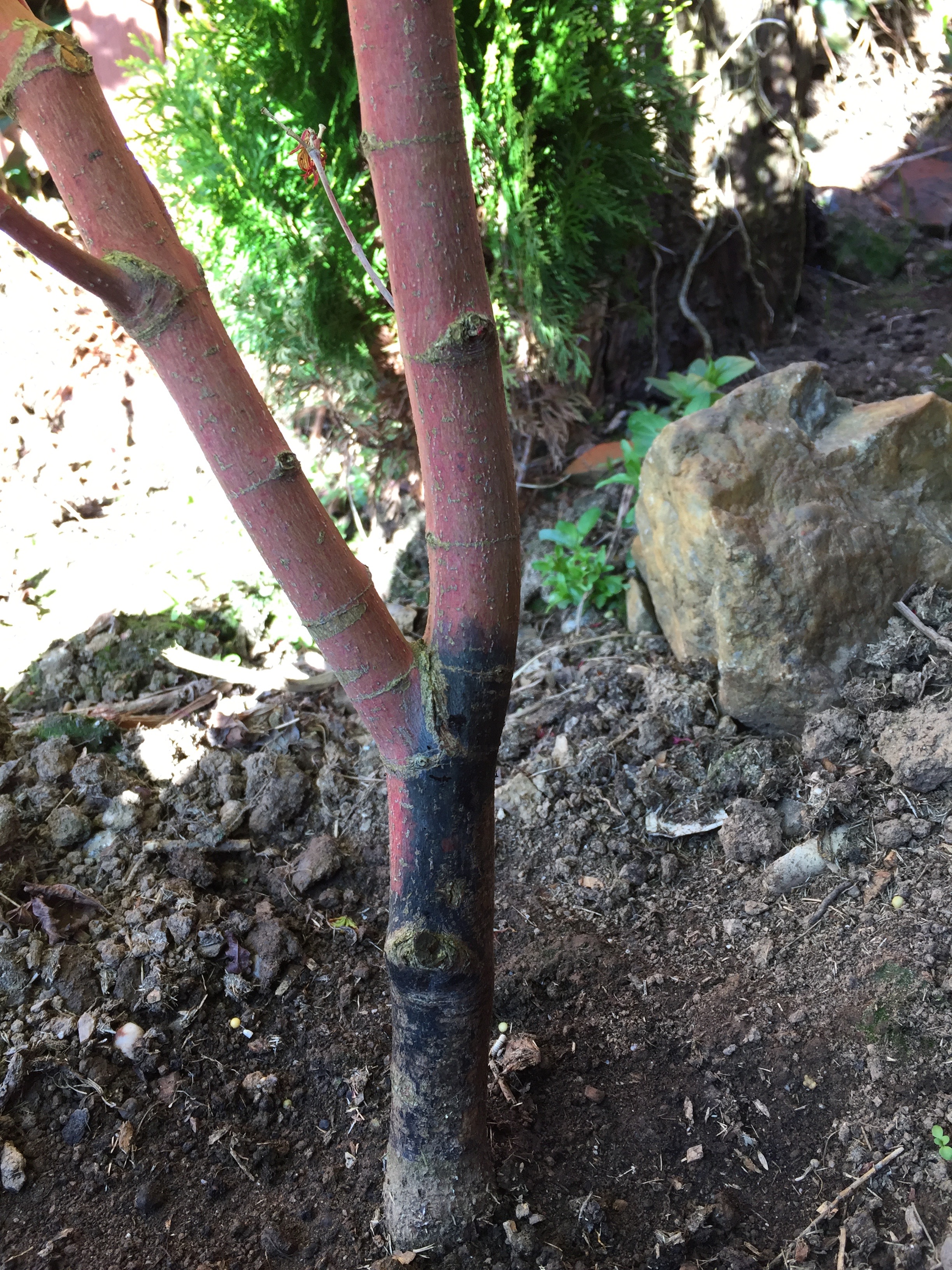 Acer stems turned black this year — BBC Gardeners' World Magazine