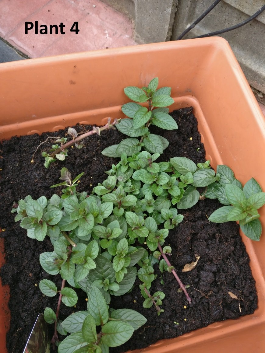 Mint Plant Identification — BBC Gardeners' World Magazine