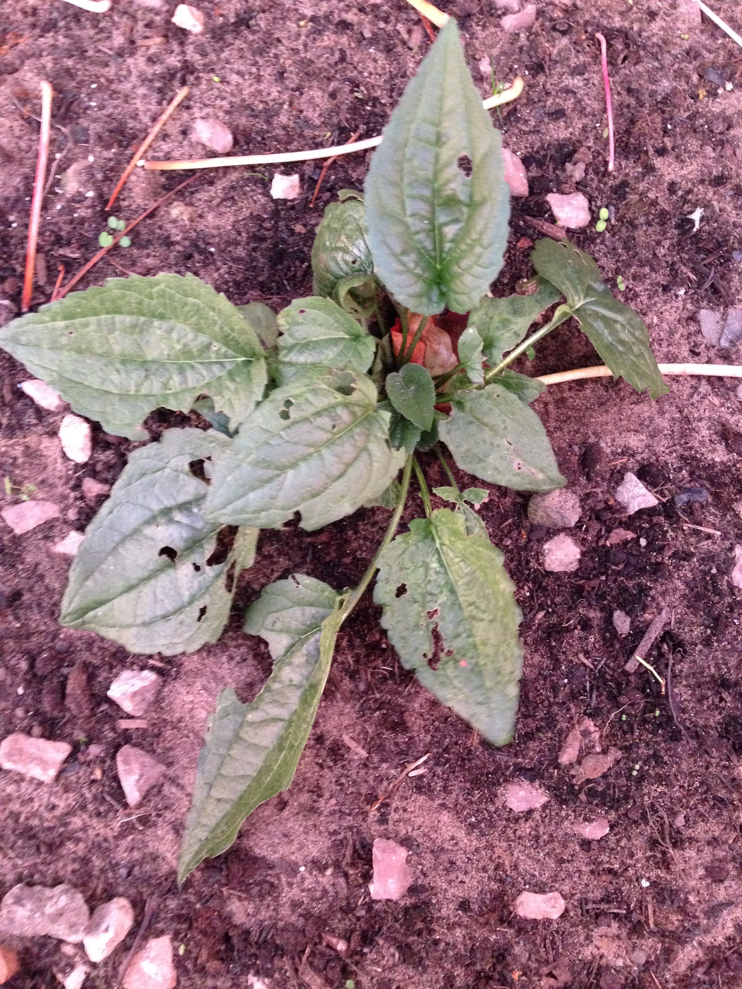What's eating my rudbeckia? — BBC Gardeners' World Magazine
