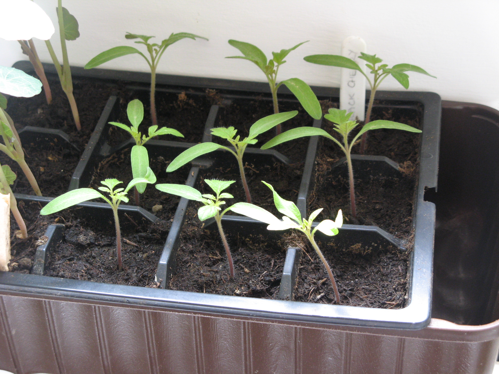 tomato seedlings