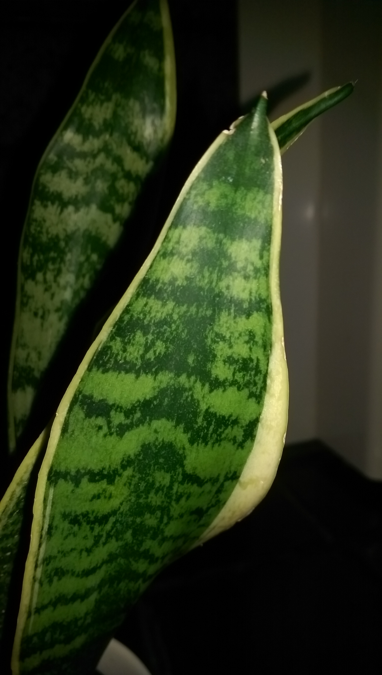 Mother in law tongue snake plant problem — Forum ...