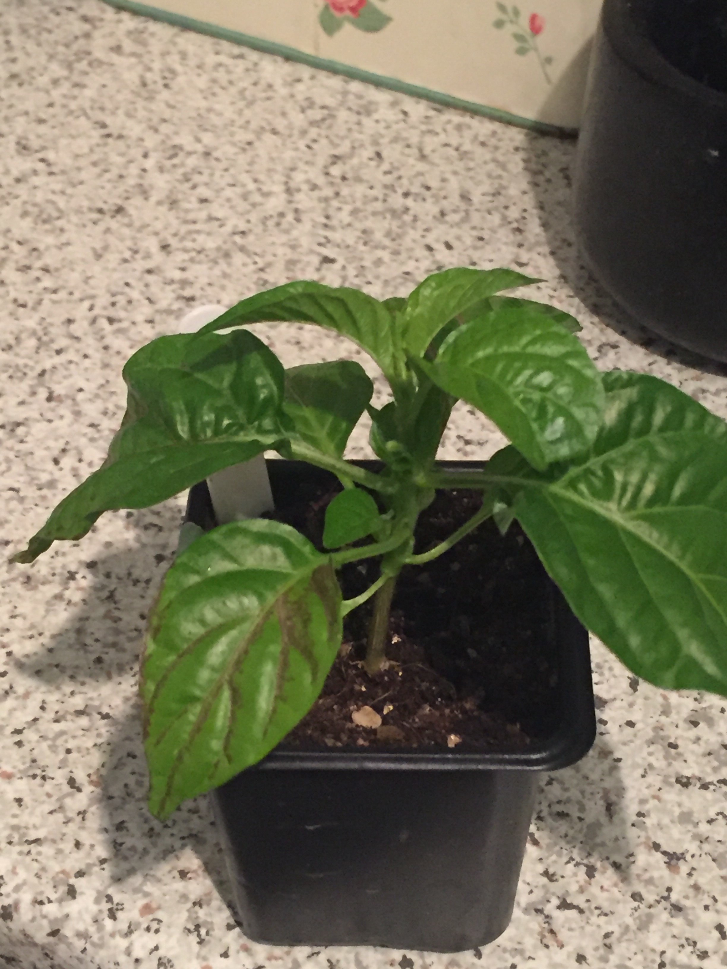 Chilling plant — BBC Gardeners' World Magazine