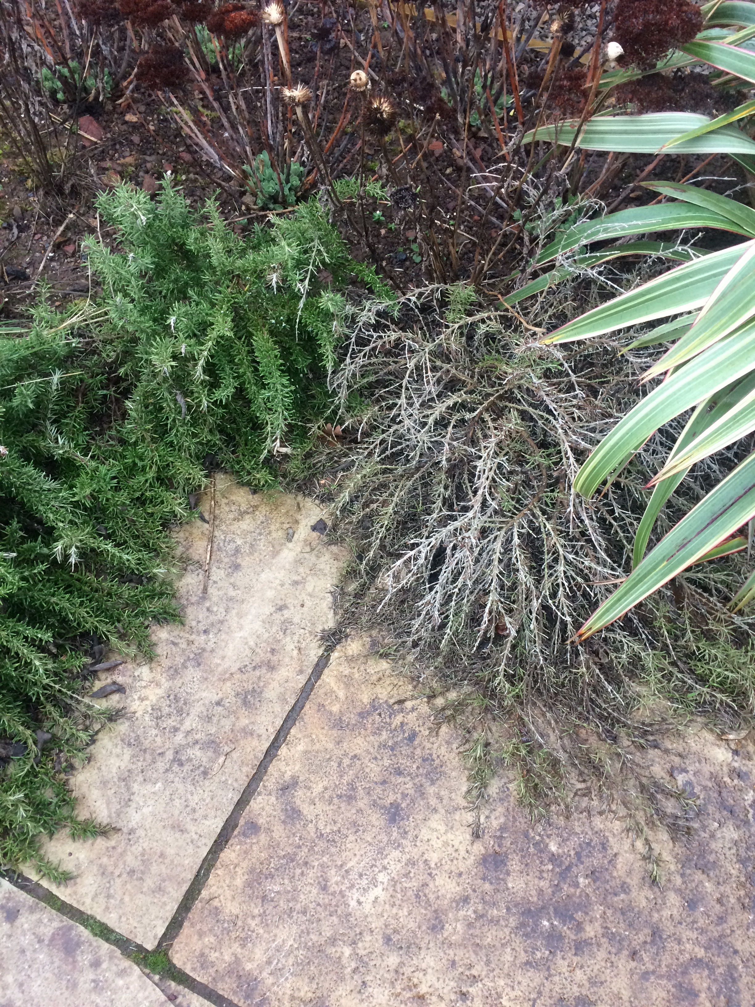 Why Does My Rosemary Plant Keep Dying at Monica Kilgo blog