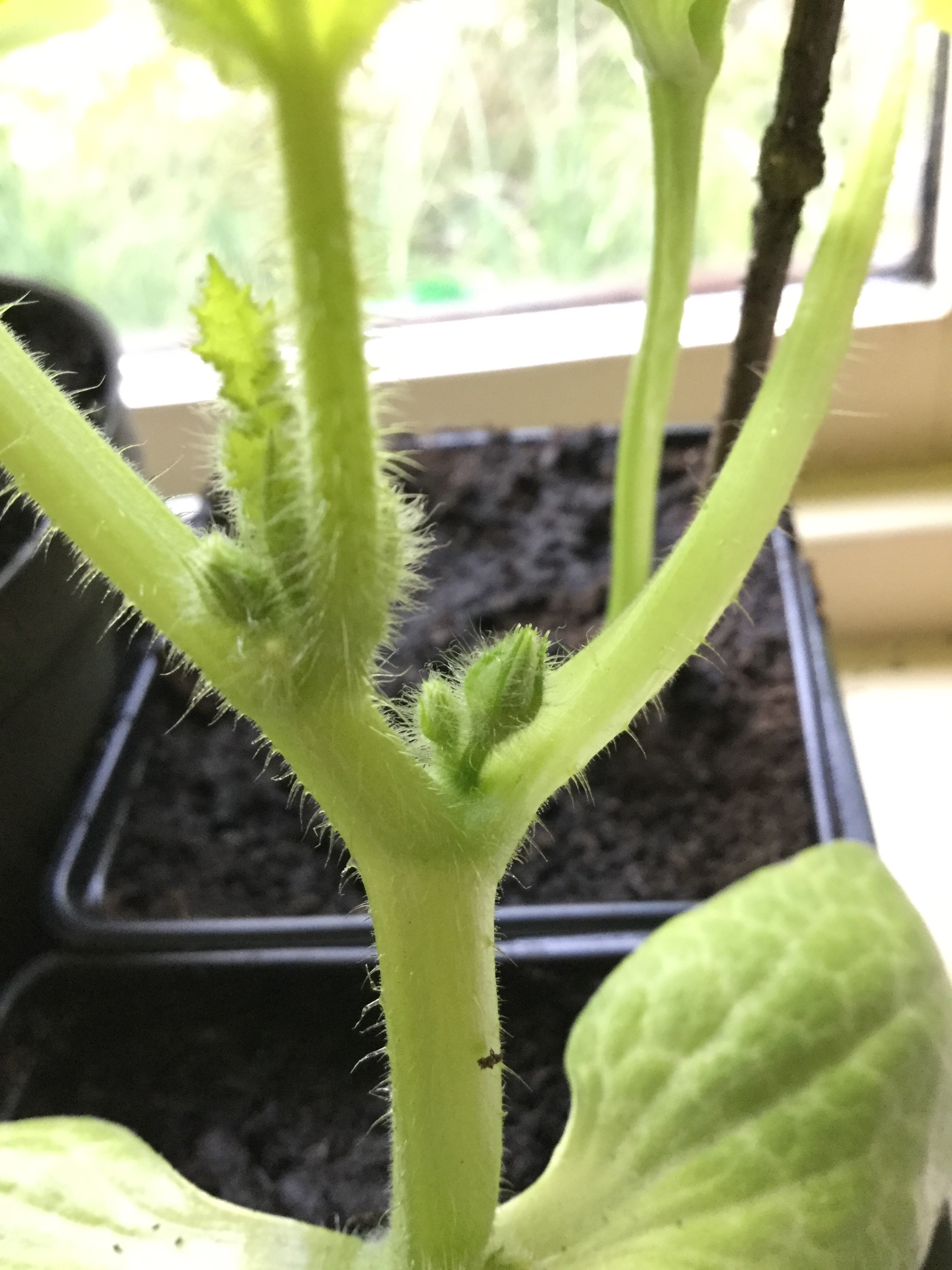 Courgette flower buds? — BBC Gardeners' World Magazine
