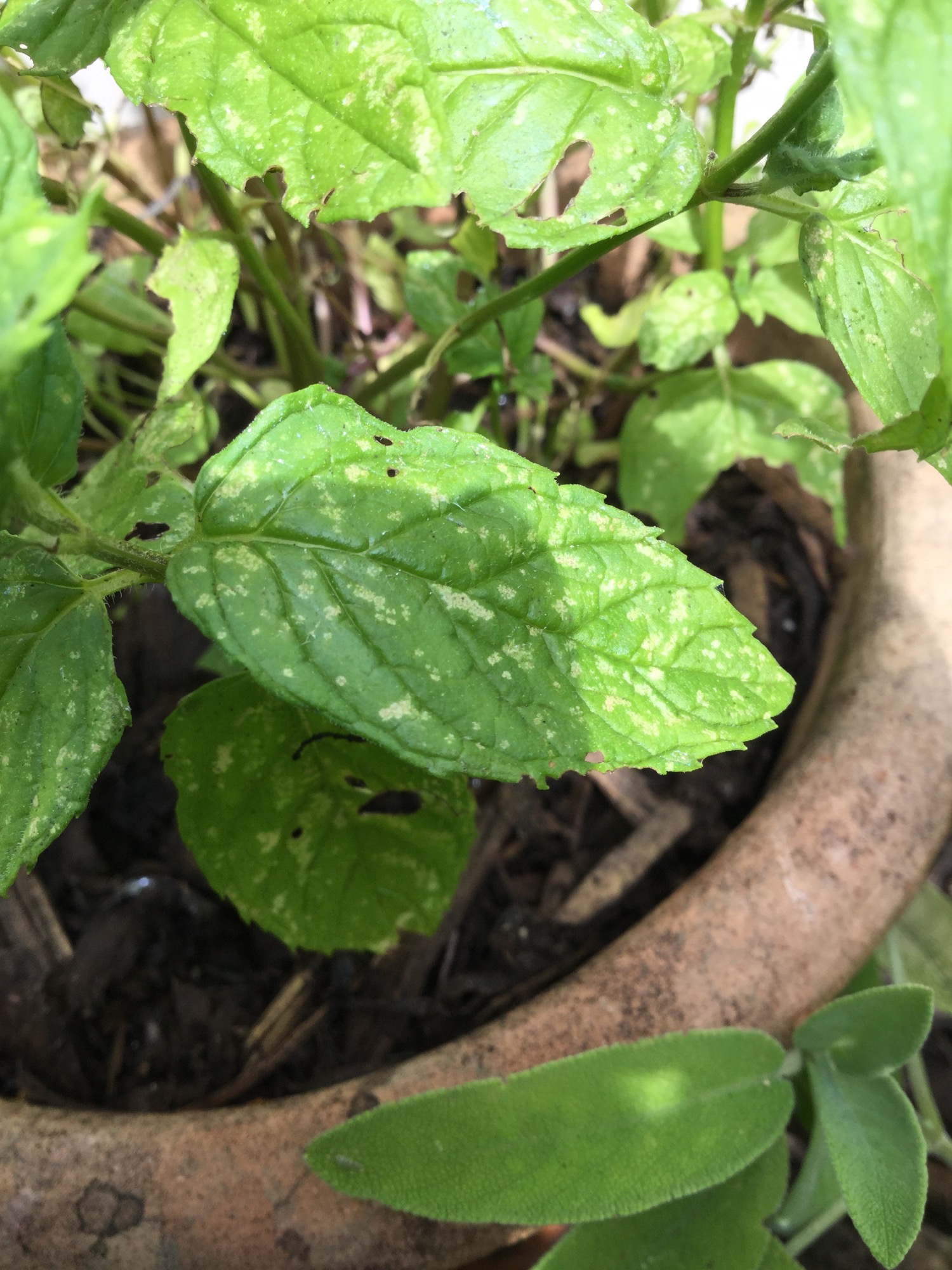 Help! White patches on mint again — BBC Gardeners' World Magazine