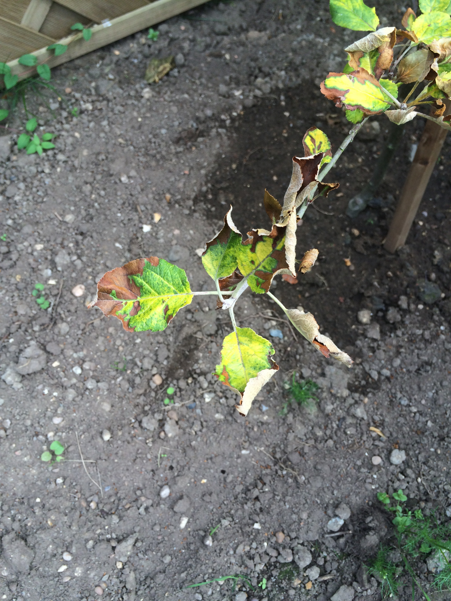Crab Apple Tree in trouble — BBC Gardeners' World Magazine