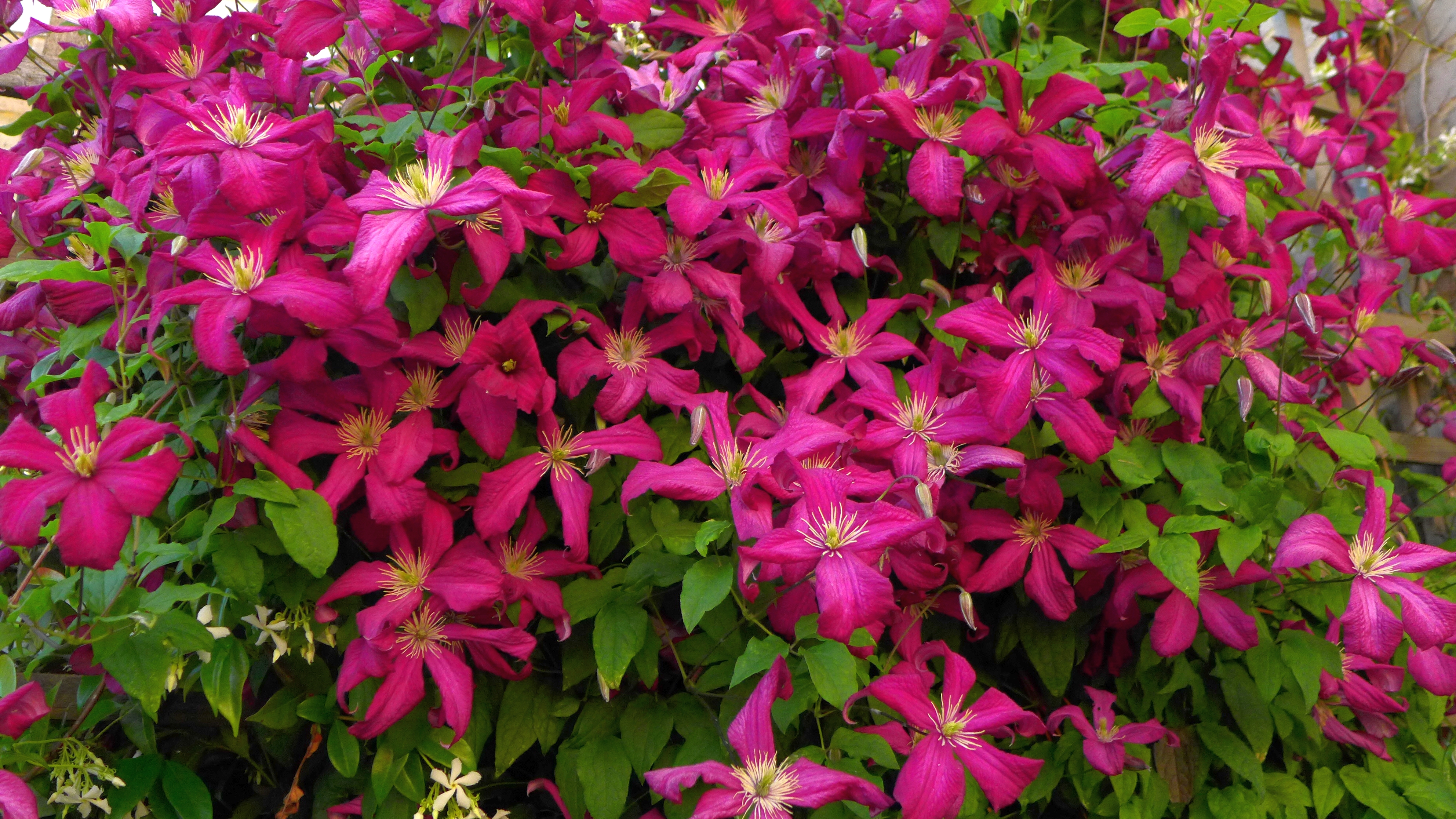 Clematis growing through rose — BBC Gardeners' World Magazine