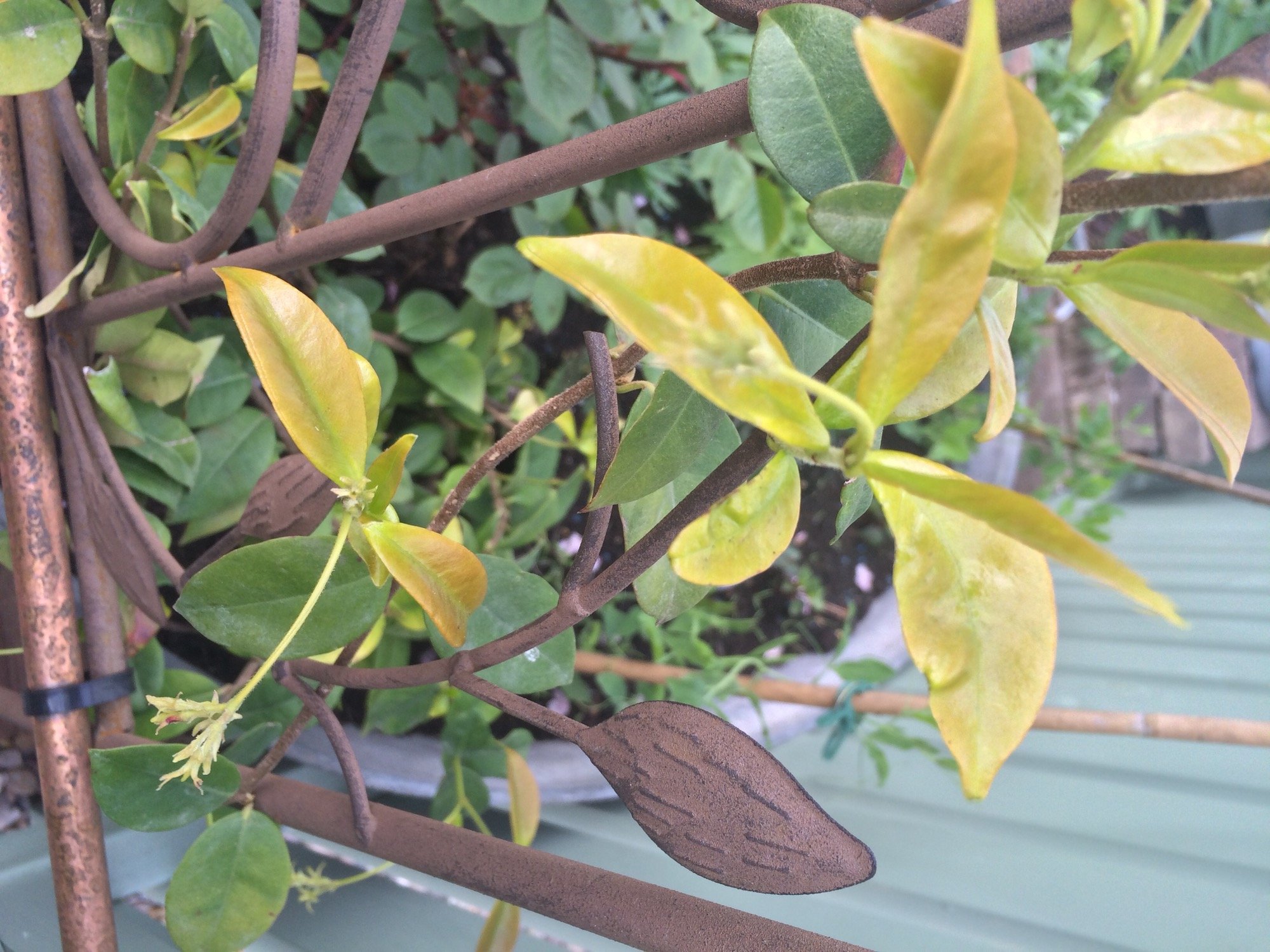 Star jasmine turning brown — BBC Gardeners' World Magazine