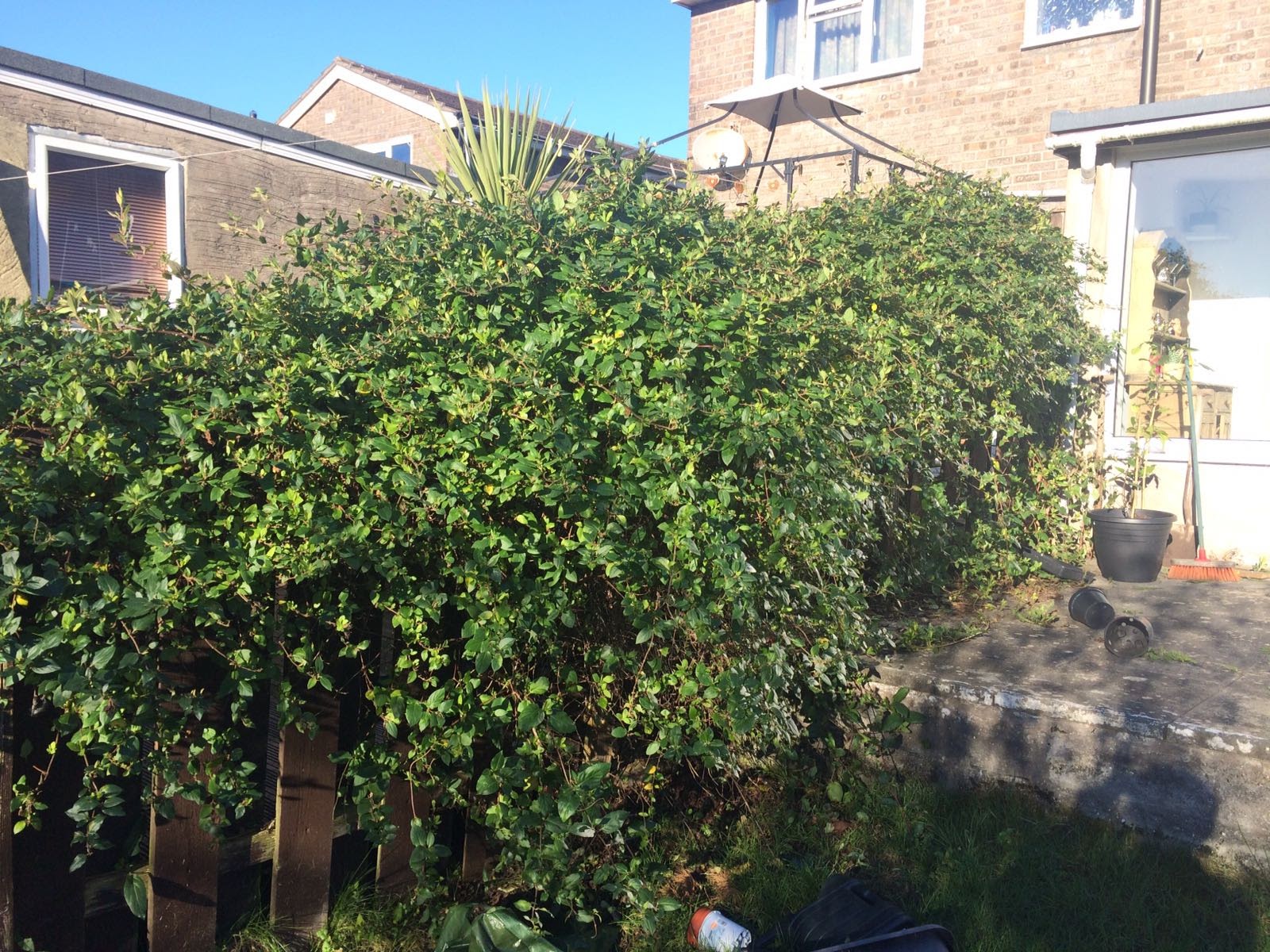 Pruning a honeysuckle — BBC Gardeners' World Magazine