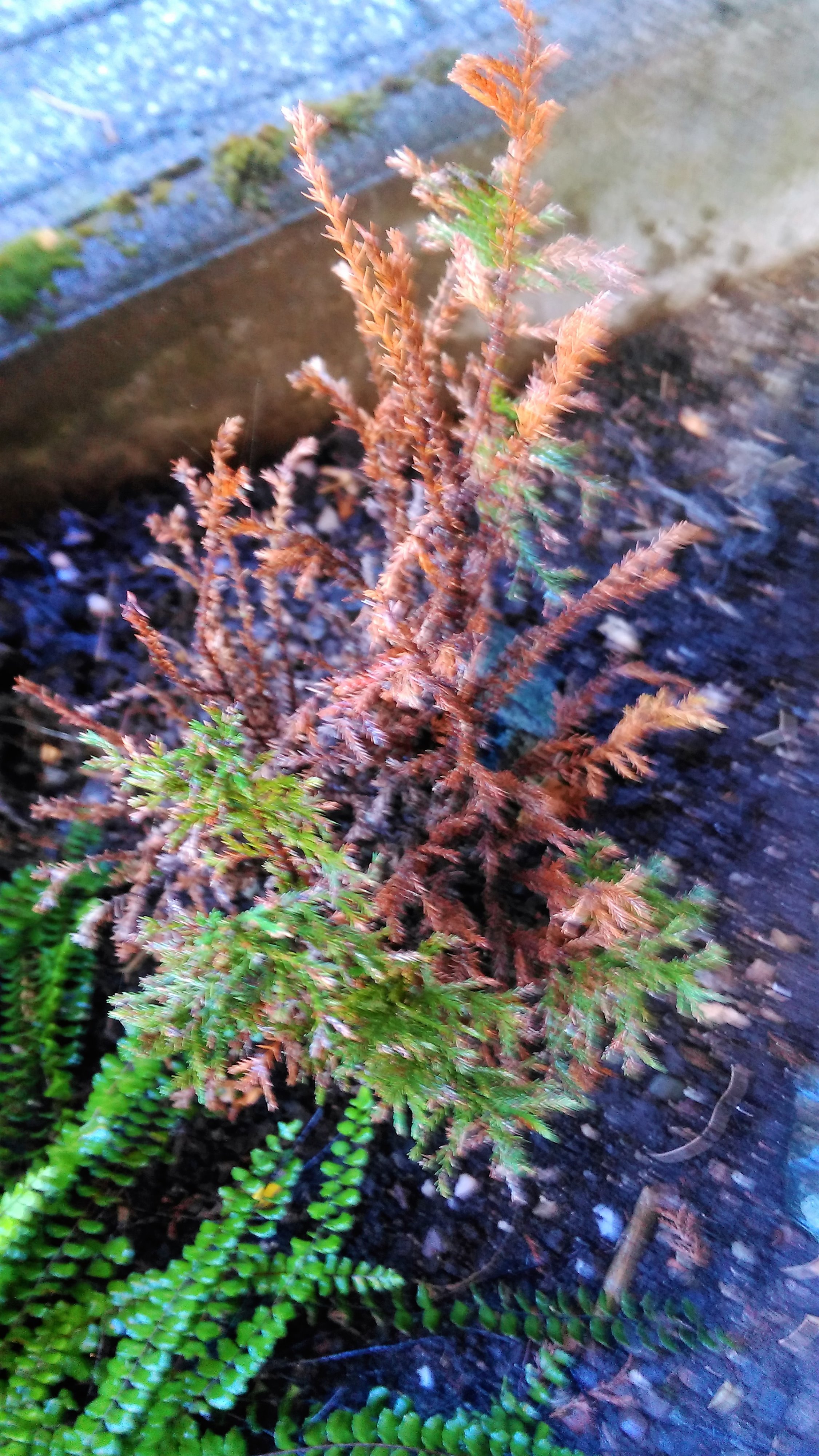 Conifer browning leaves — Forum