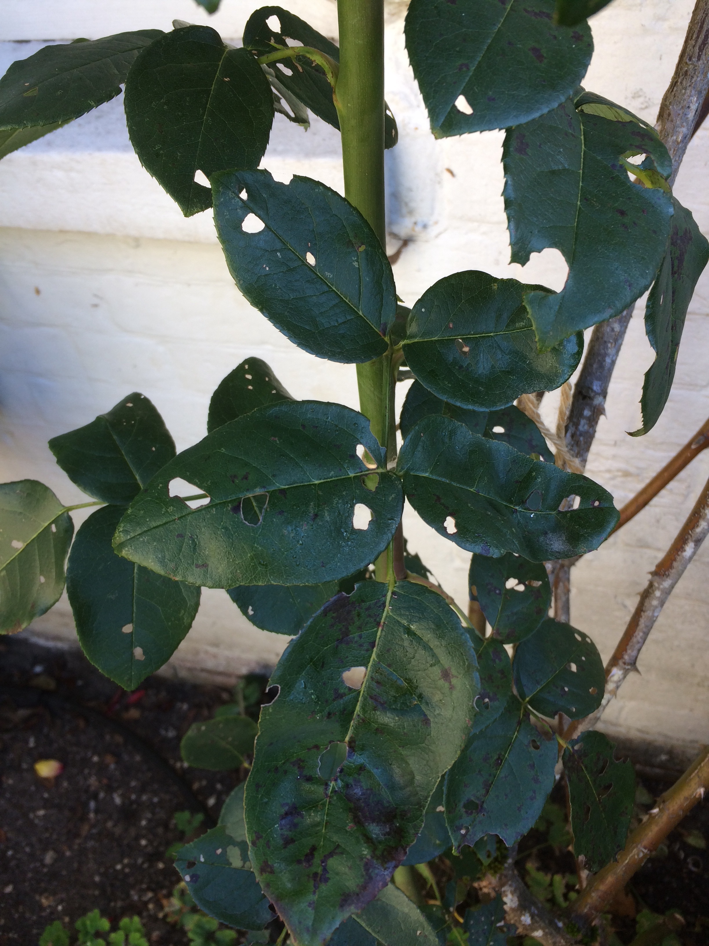 What's eating my climbing rose?? — BBC Gardeners' World Magazine