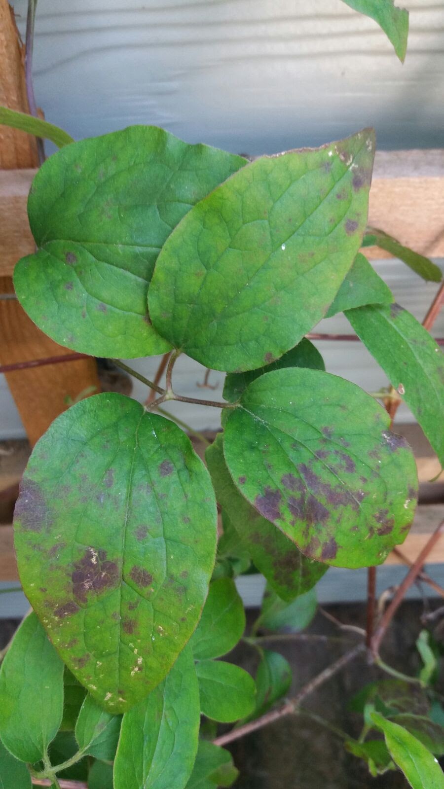 what's this on my clematis leaves? — Forum