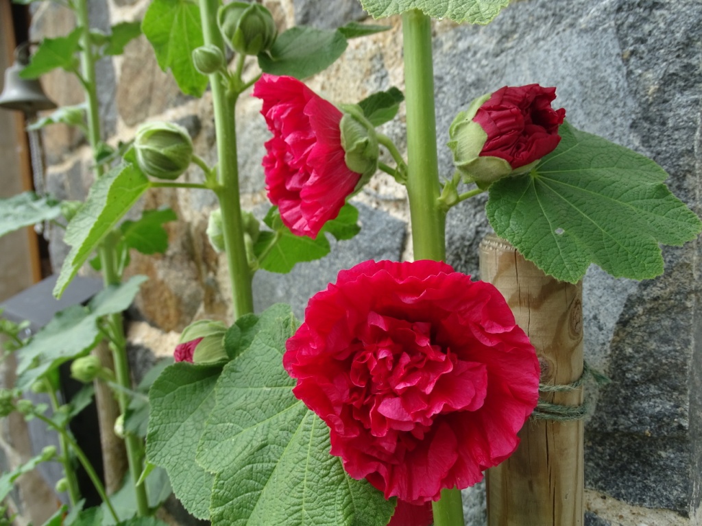Gladiolus or Hollyhock — BBC Gardeners' World Magazine