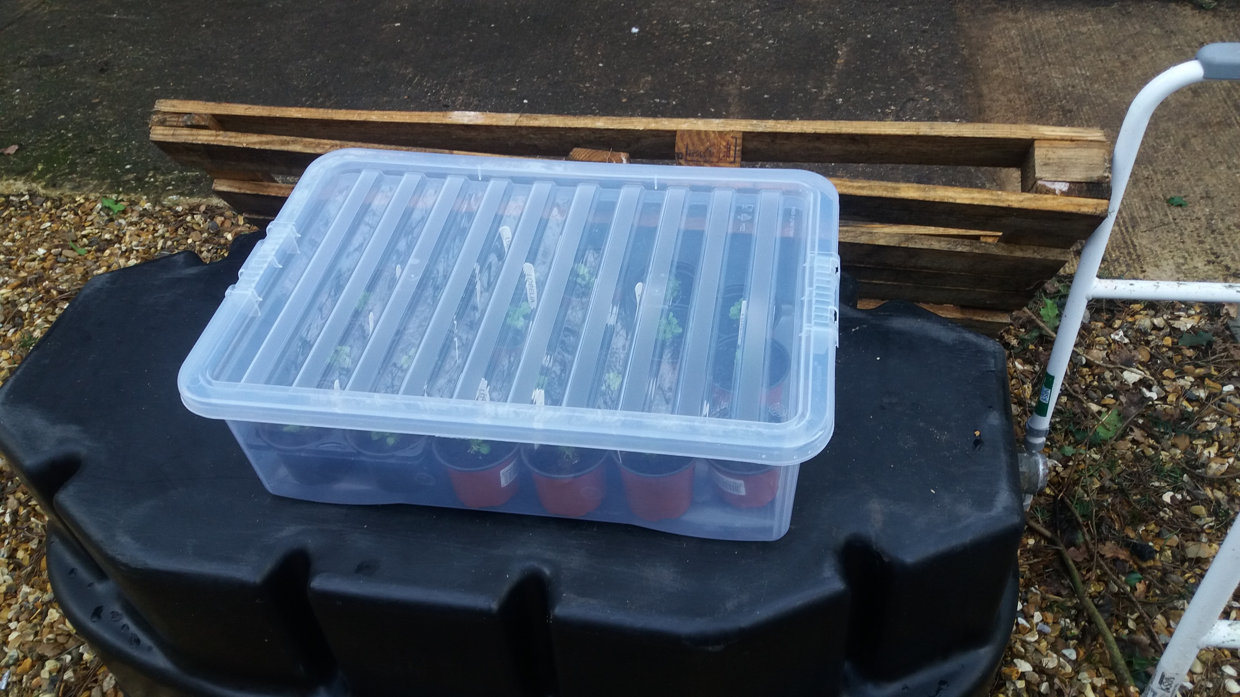 Plastic boxes as cold frame — BBC Gardeners' World Magazine