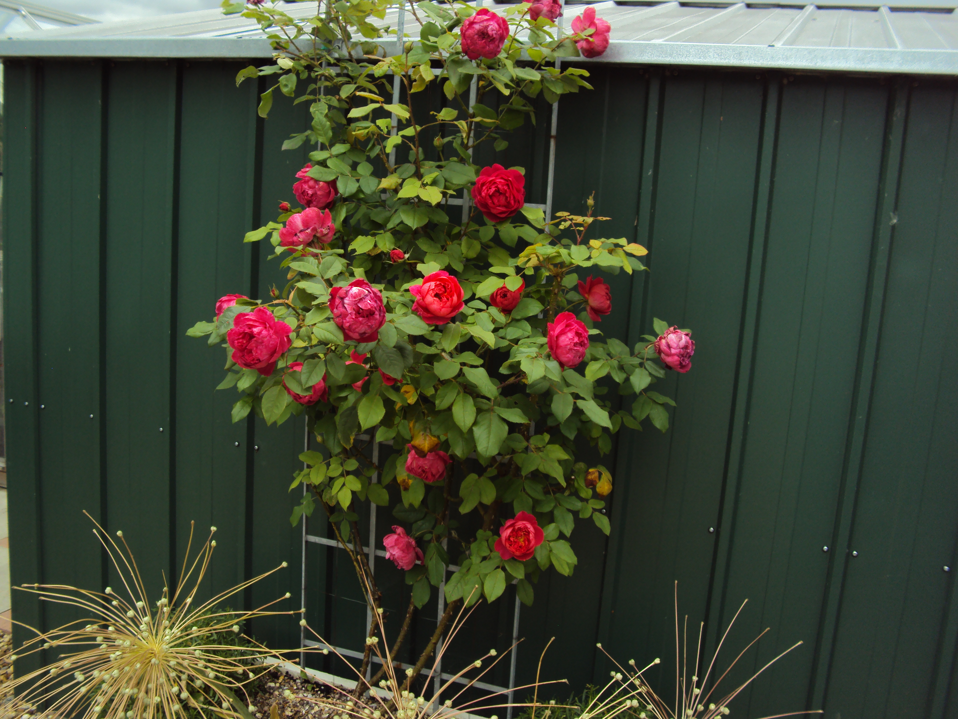 How do you prune a container grown climbing Rose — BBC Gardeners' World