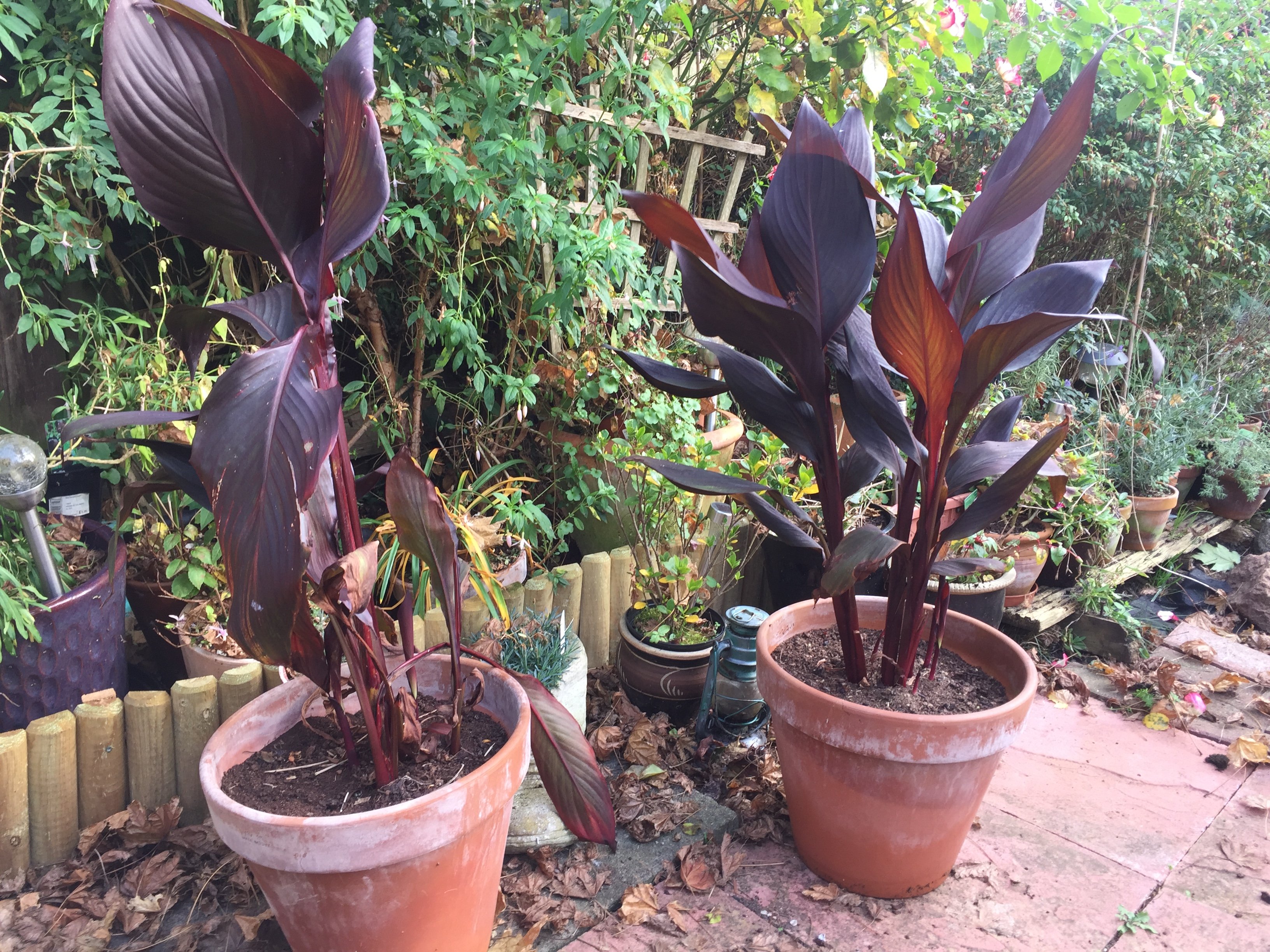 How To Over Winter Canna Lilies How To Store Canna Bulbs For Winter 