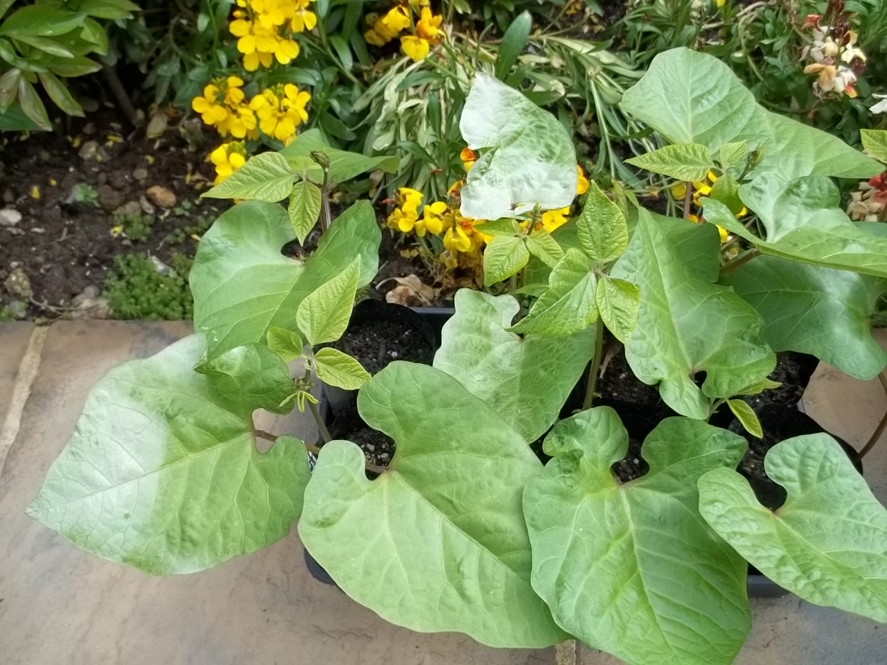 Runner Bean Leaves — BBC Gardeners' World Magazine