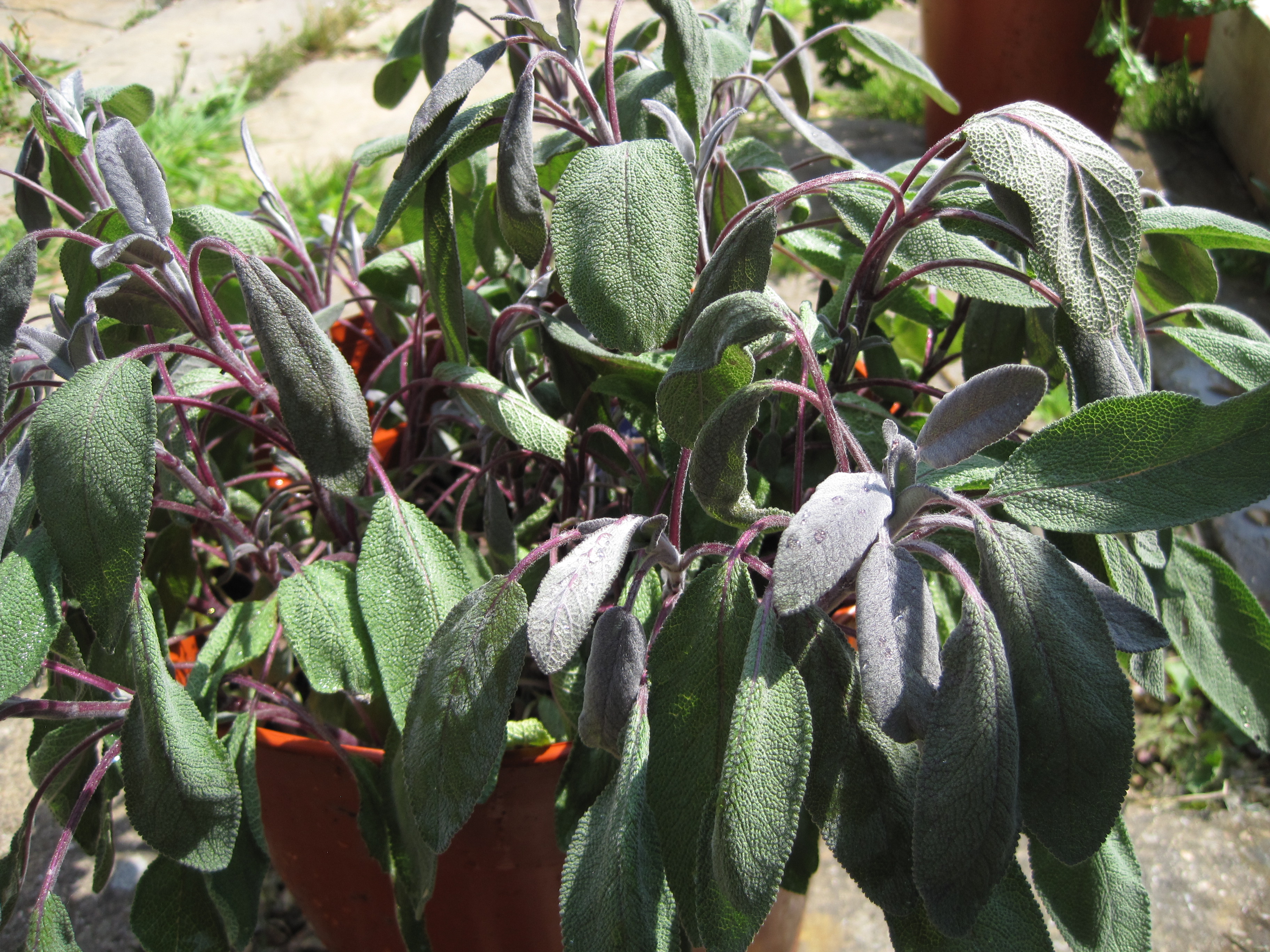 Is my sage dieing? — BBC Gardeners' World Magazine