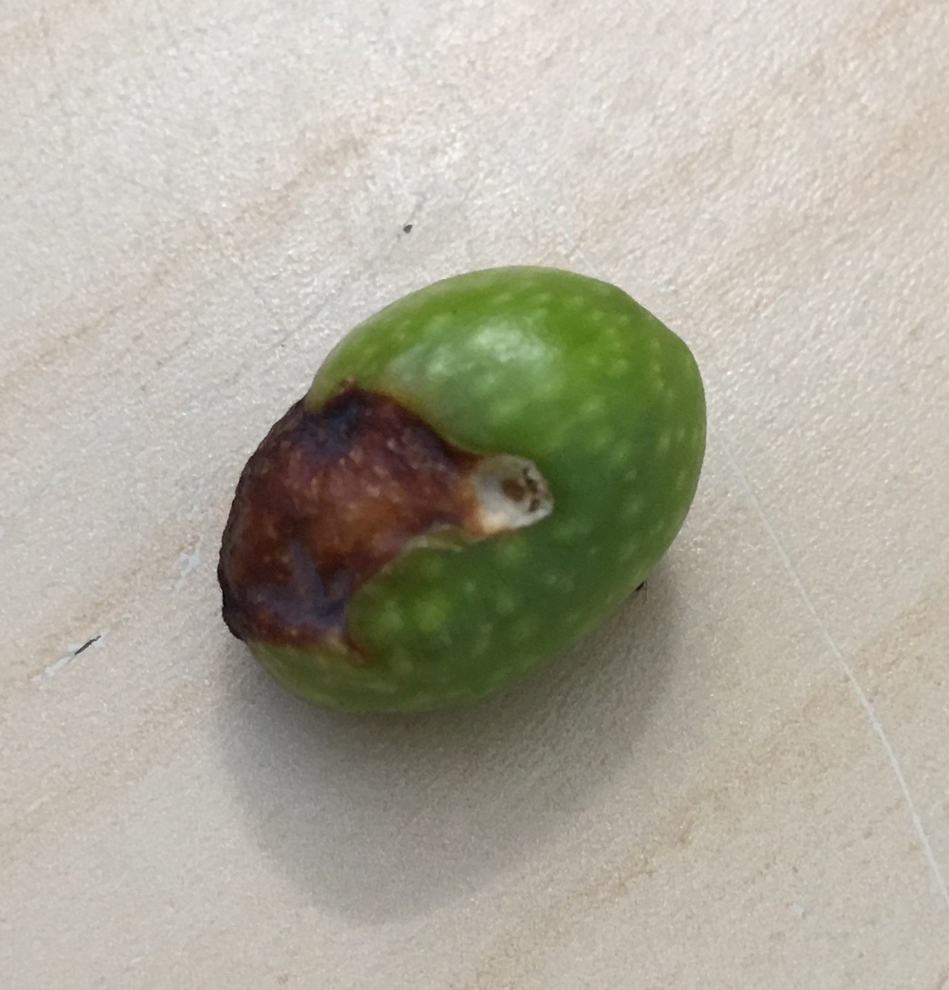 Brown Spots on Olives — BBC Gardeners' World Magazine