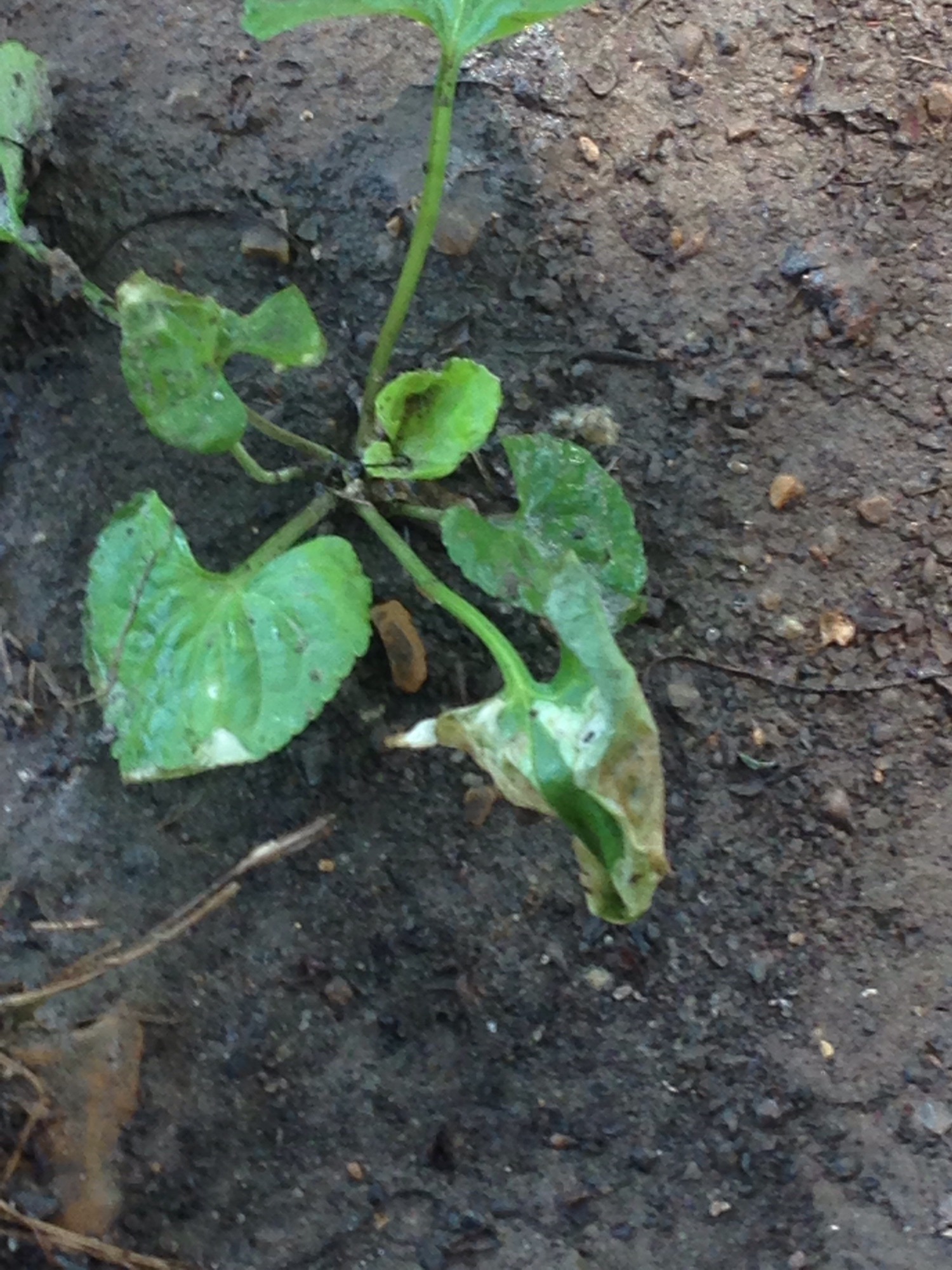 My strawberries are dying — BBC Gardeners' World Magazine