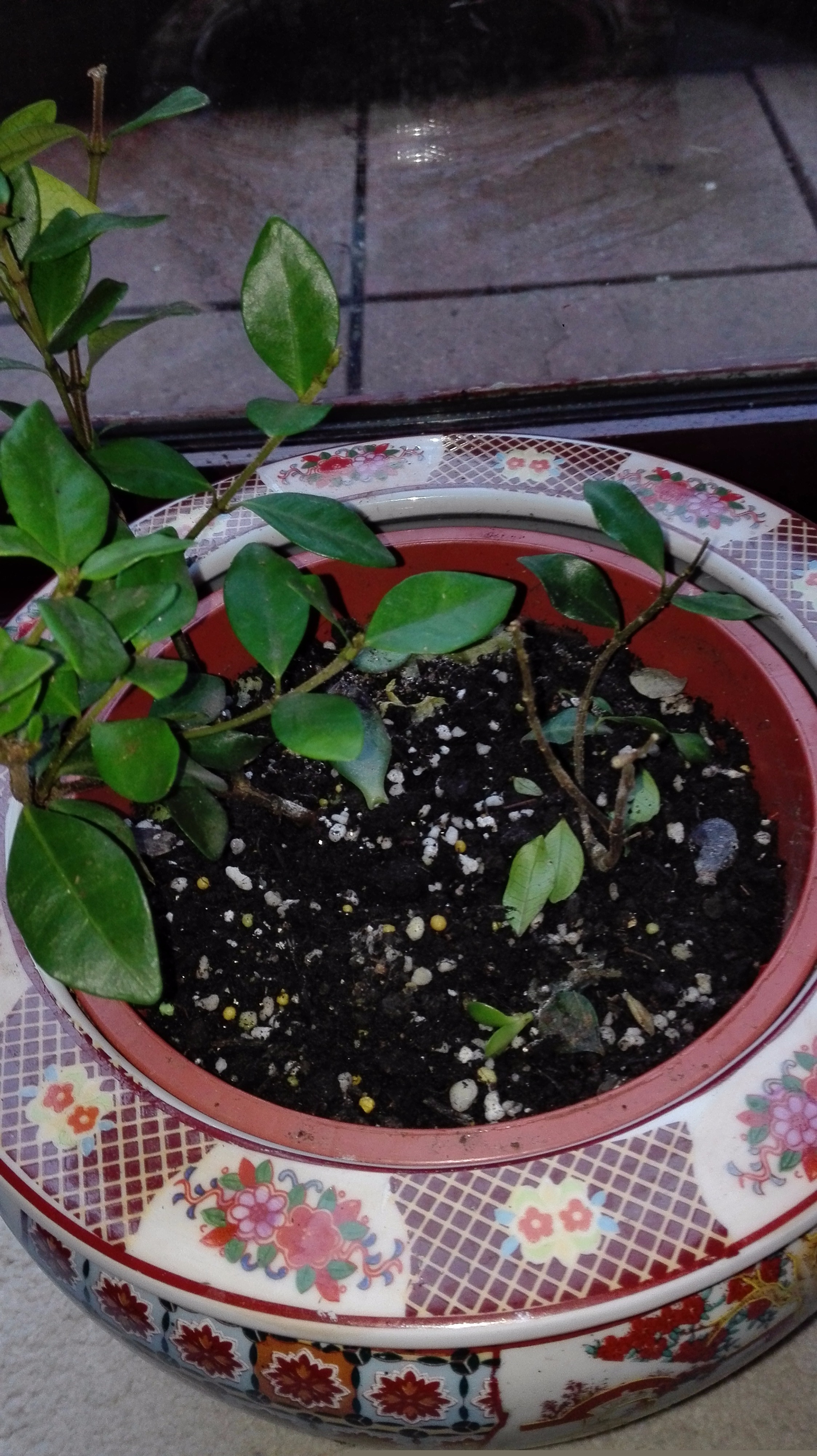 Star Jasmine dying? — BBC Gardeners' World Magazine