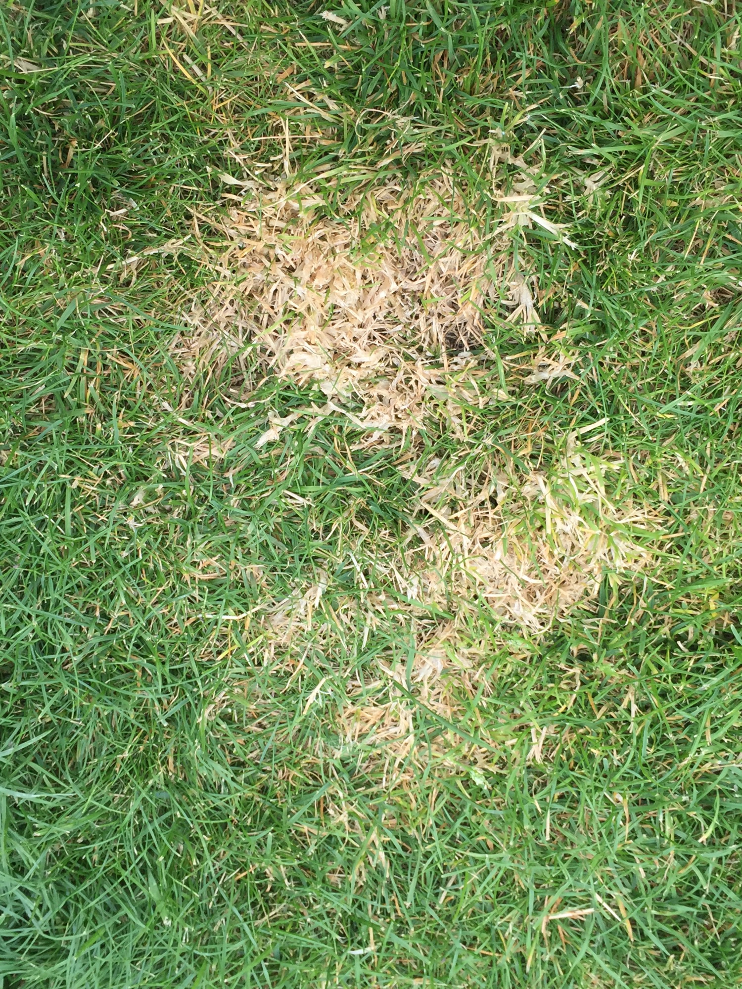 New build lawn, white patches, any ideas? — BBC Gardeners' World Magazine