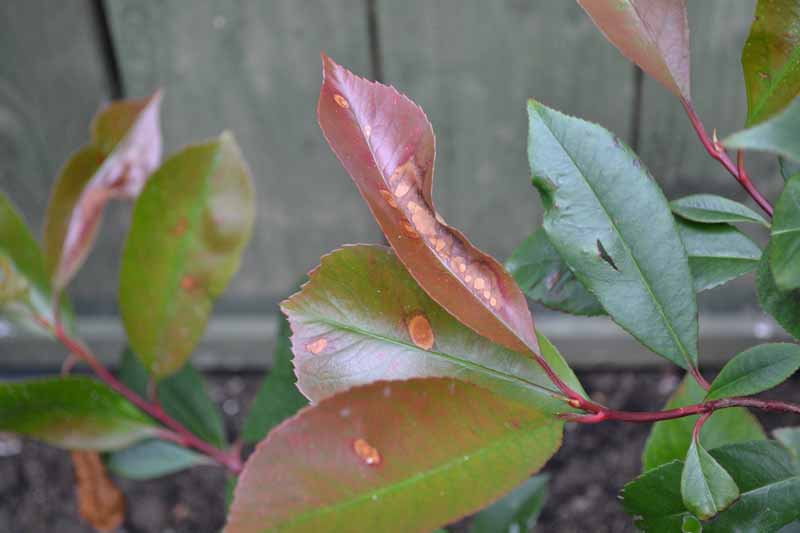 Red Robin Leaf problem — BBC Gardeners' World Magazine