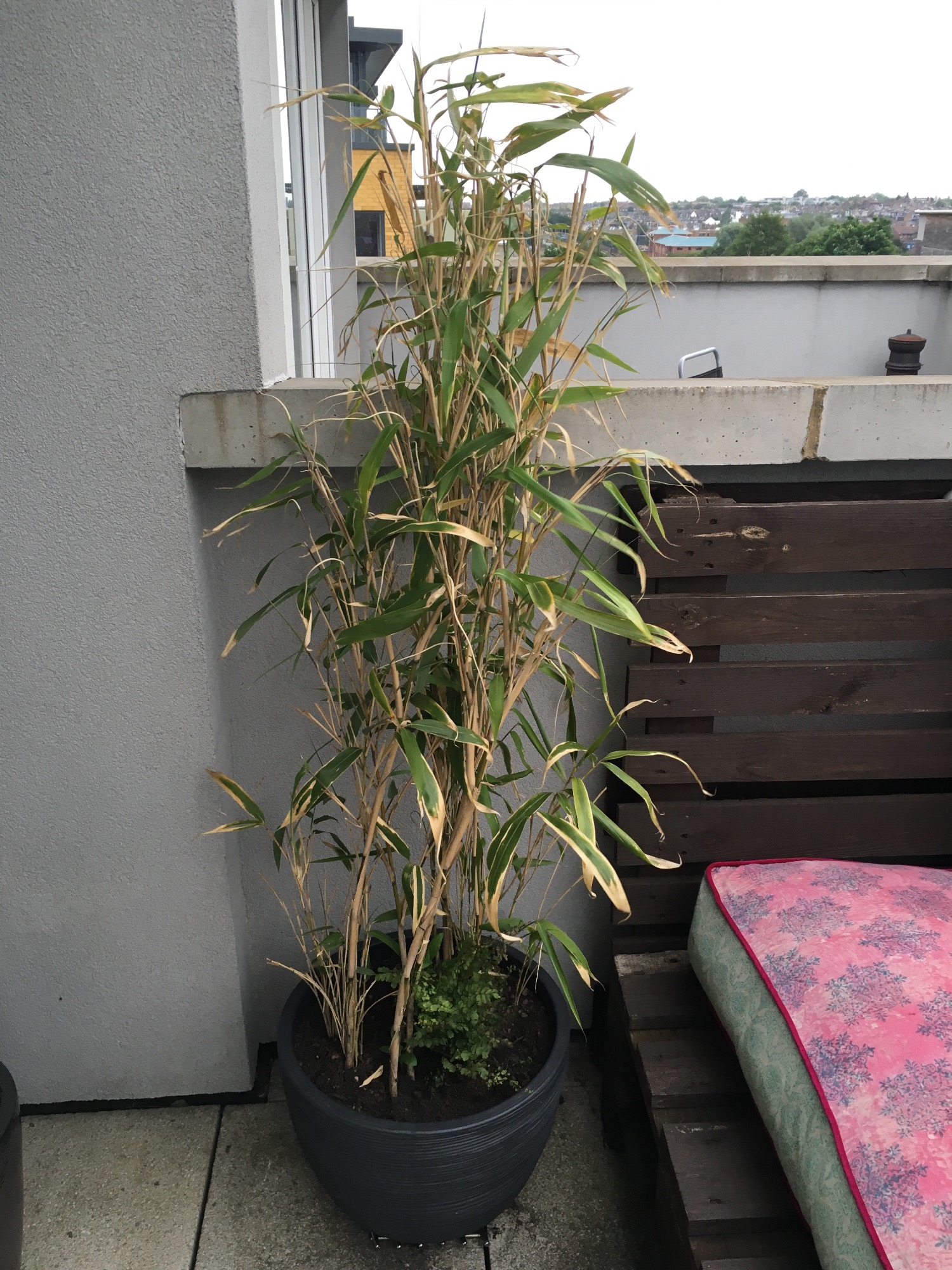What's wrong with my bamboo? — BBC Gardeners' World Magazine