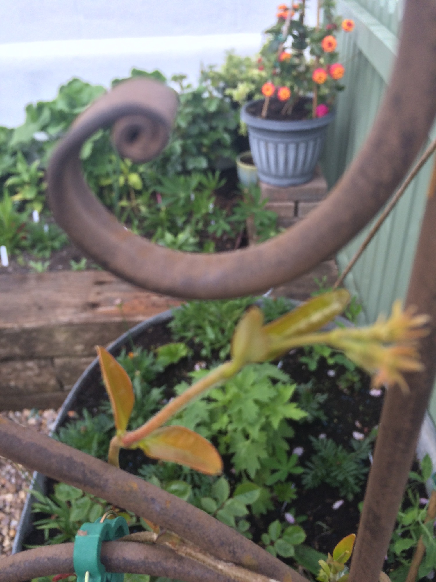 Star jasmine turning brown — BBC Gardeners' World Magazine