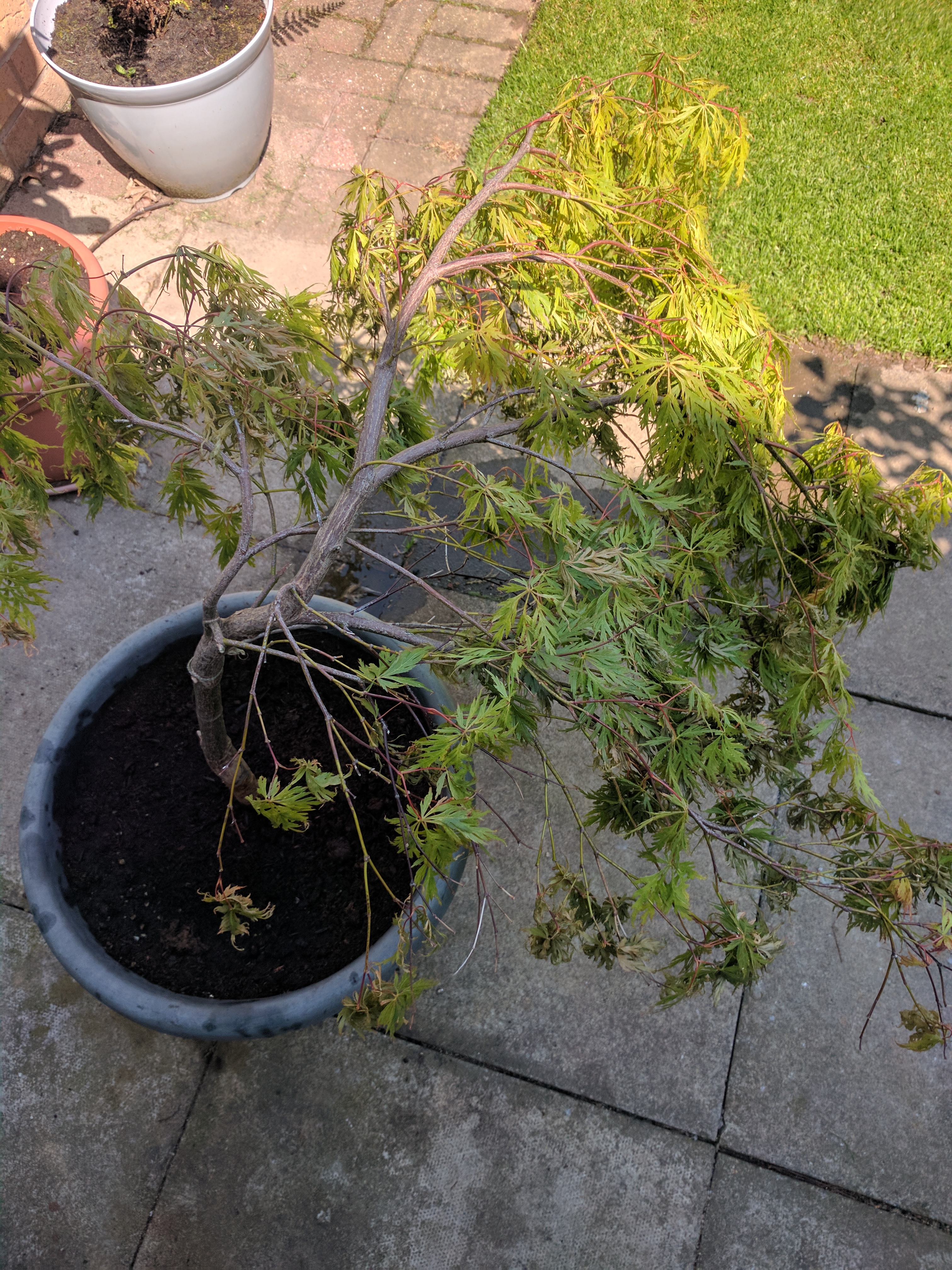 Re potted Acer Tree Dying? — Forum