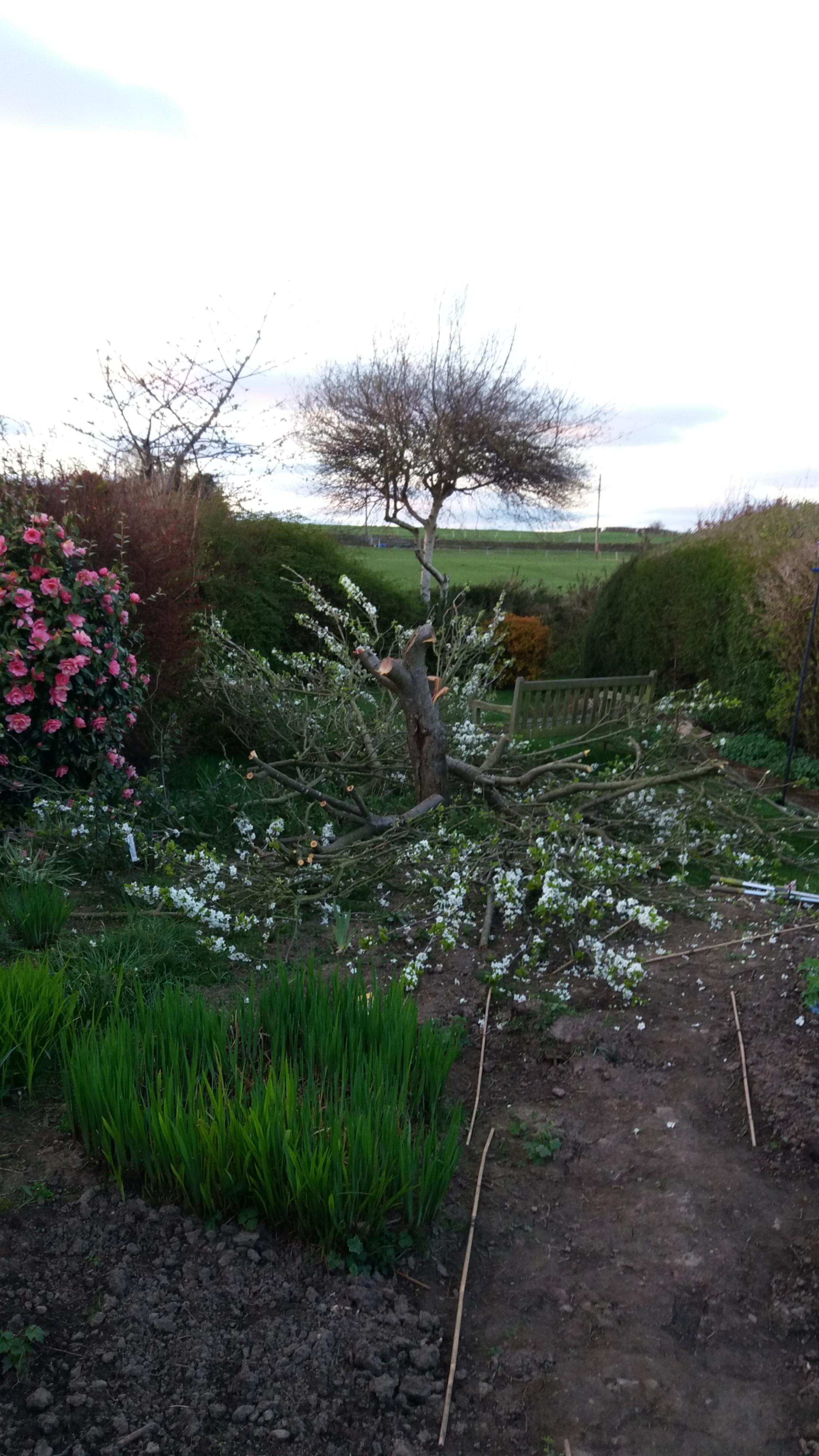 Digging up a dead plum tree — BBC Gardeners' World Magazine
