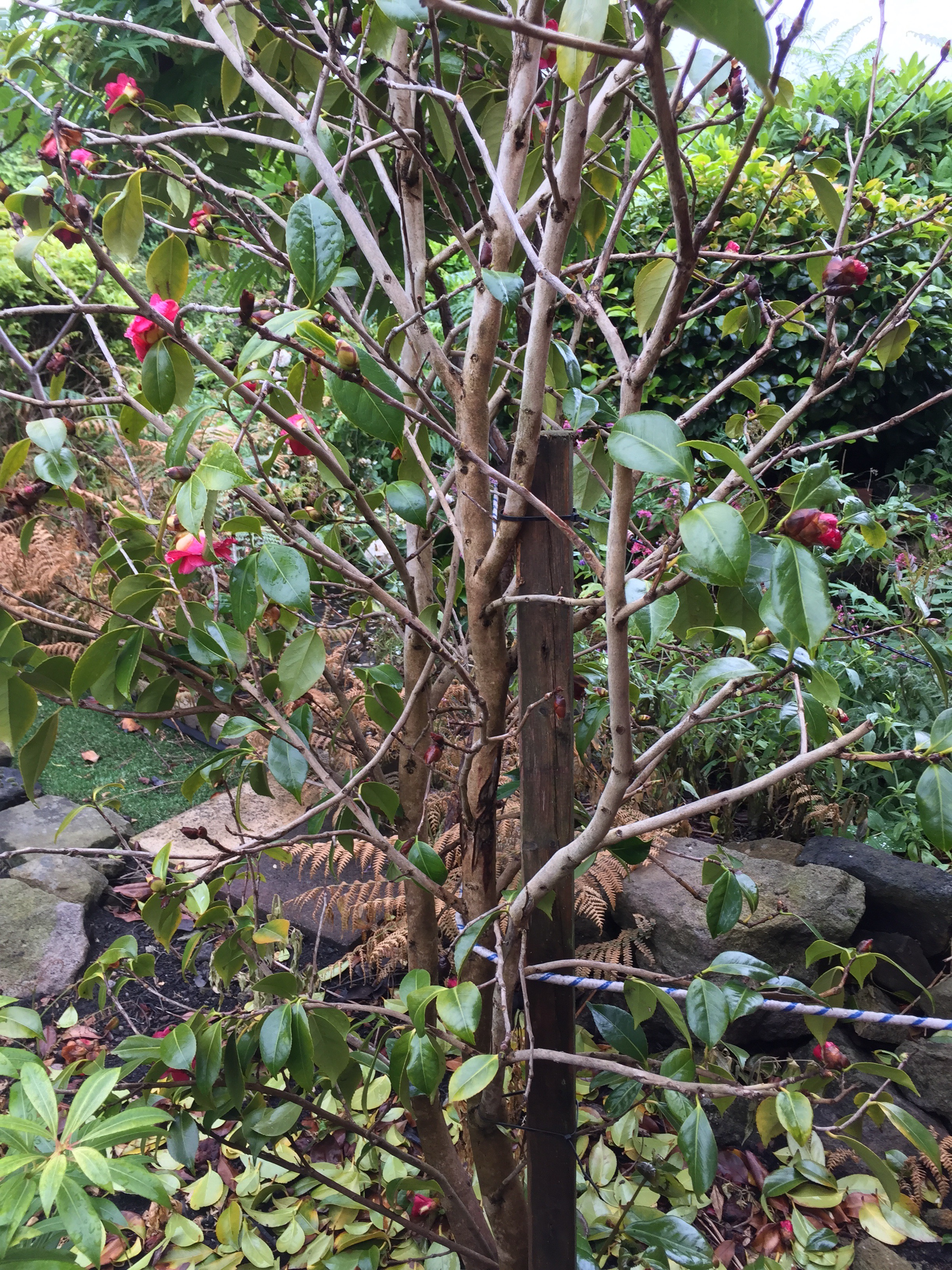 camellias leaves turning yellow Page 2 — BBC Gardeners' World Magazine