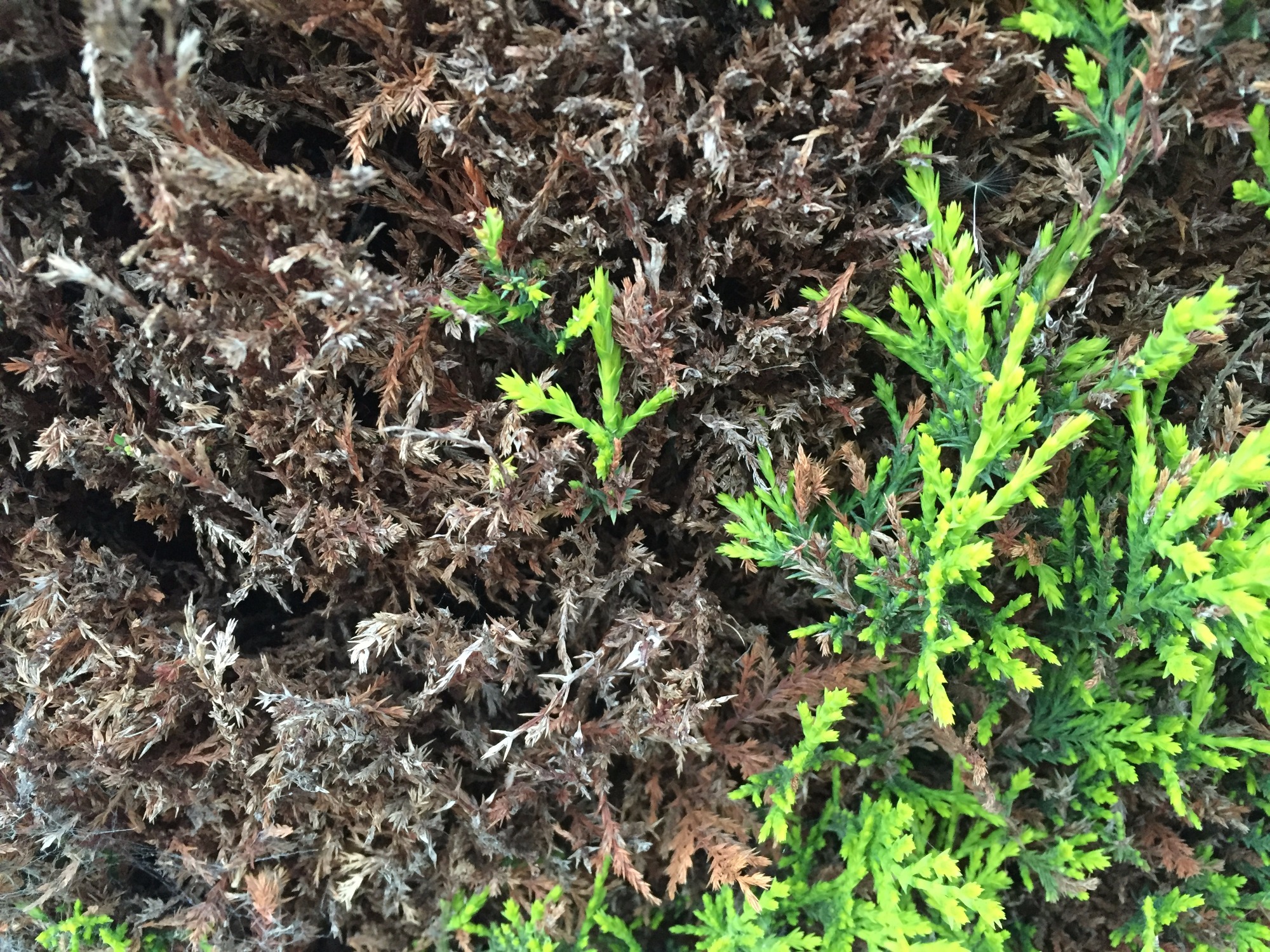 Dying front garden hedge — BBC Gardeners' World Magazine