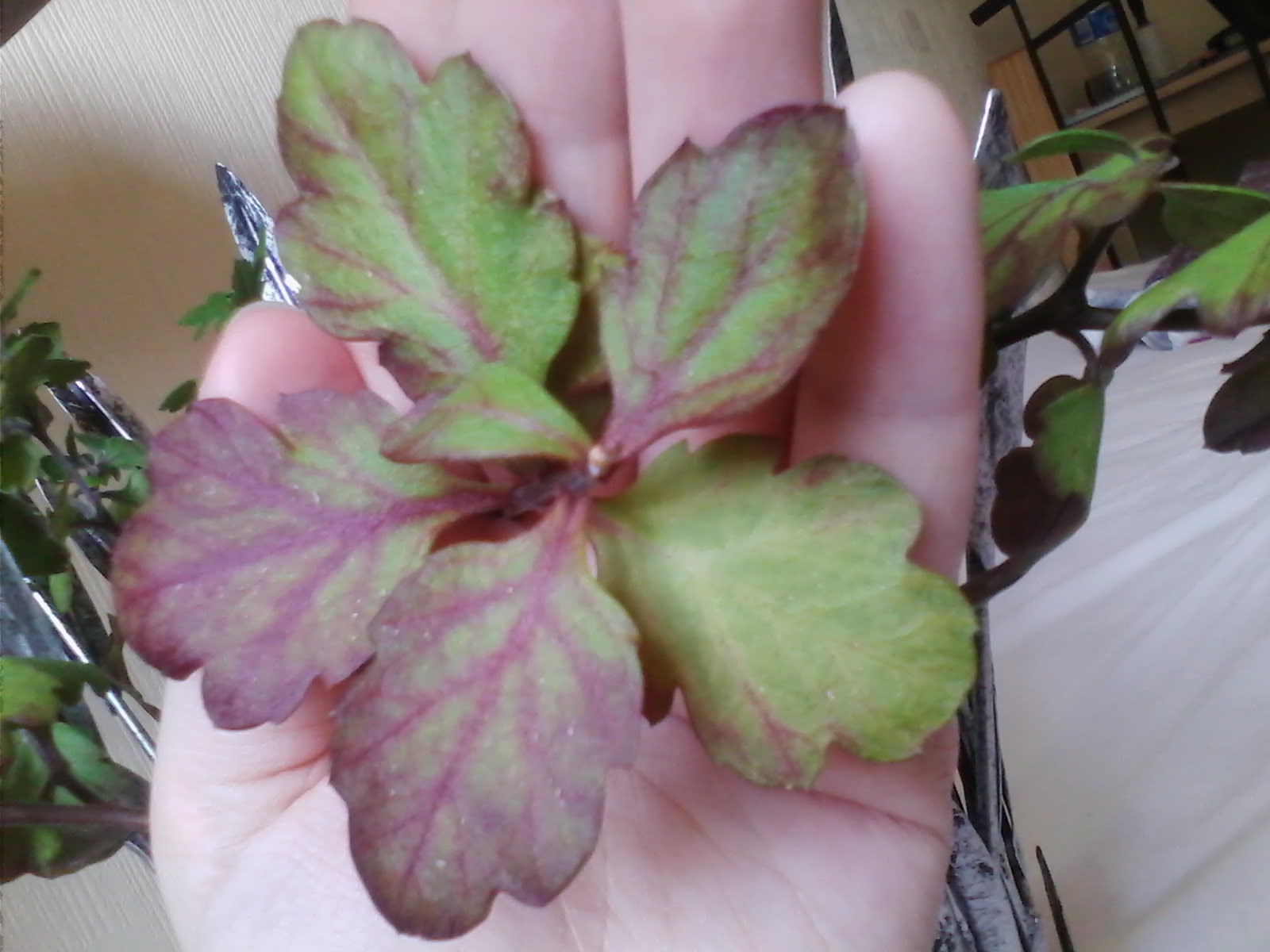 Why are the leaves purple?? — BBC Gardeners' World Magazine