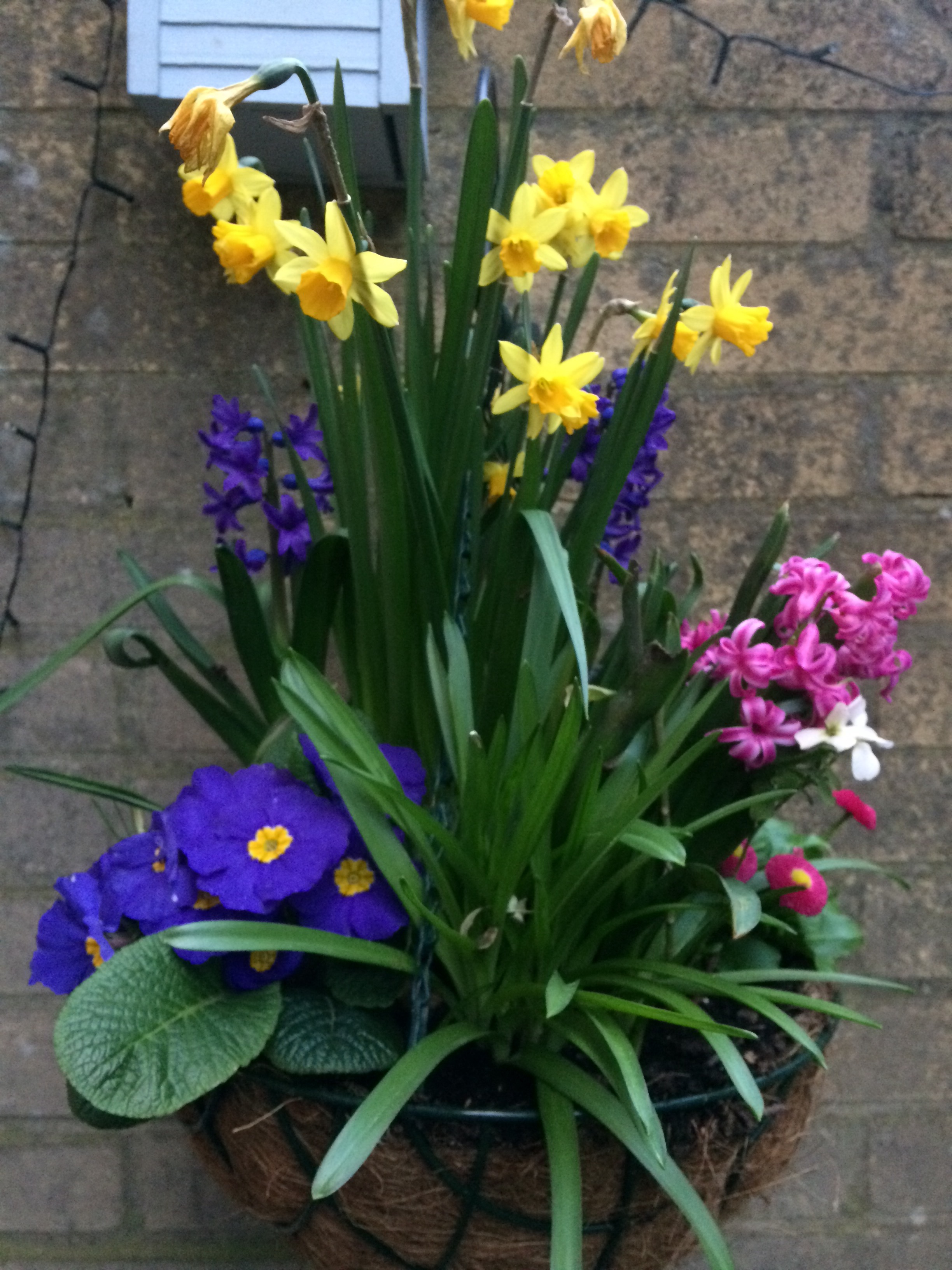 Show me your Hanging Baskets Page 5 — BBC Gardeners' World Magazine