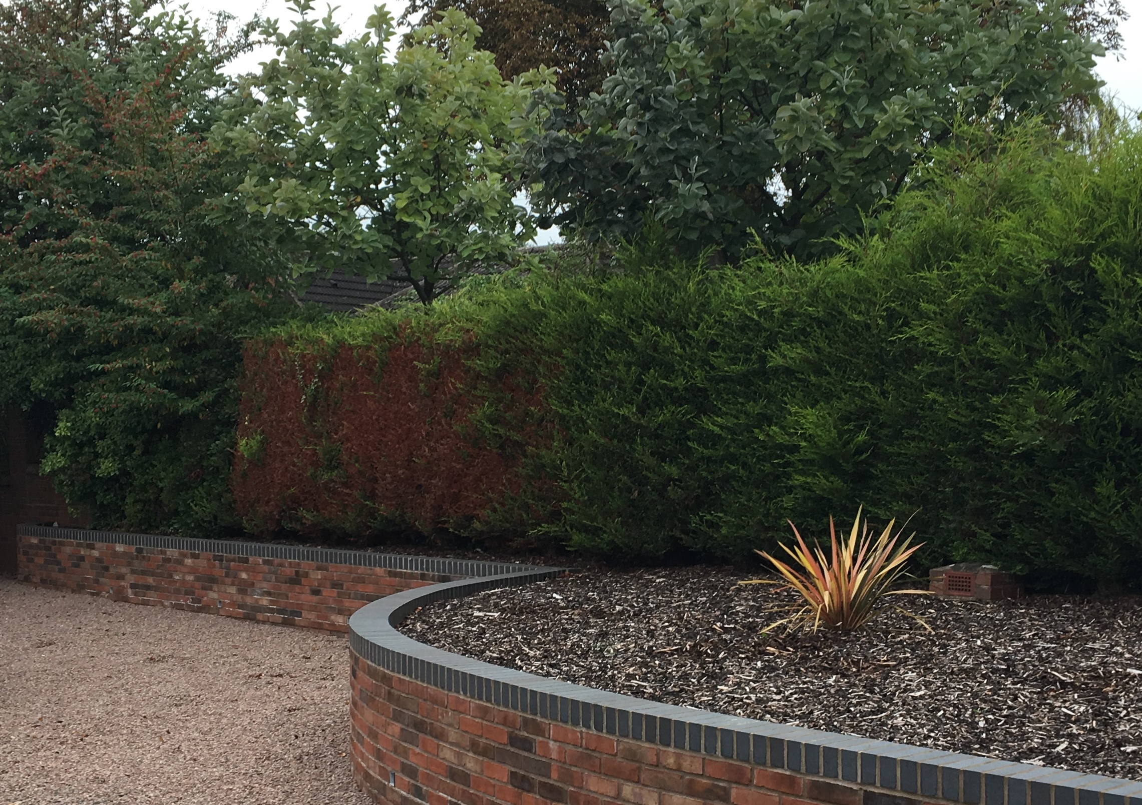 Replacing conifer hedge with laurel/alternative — BBC Gardeners' World Magazine
