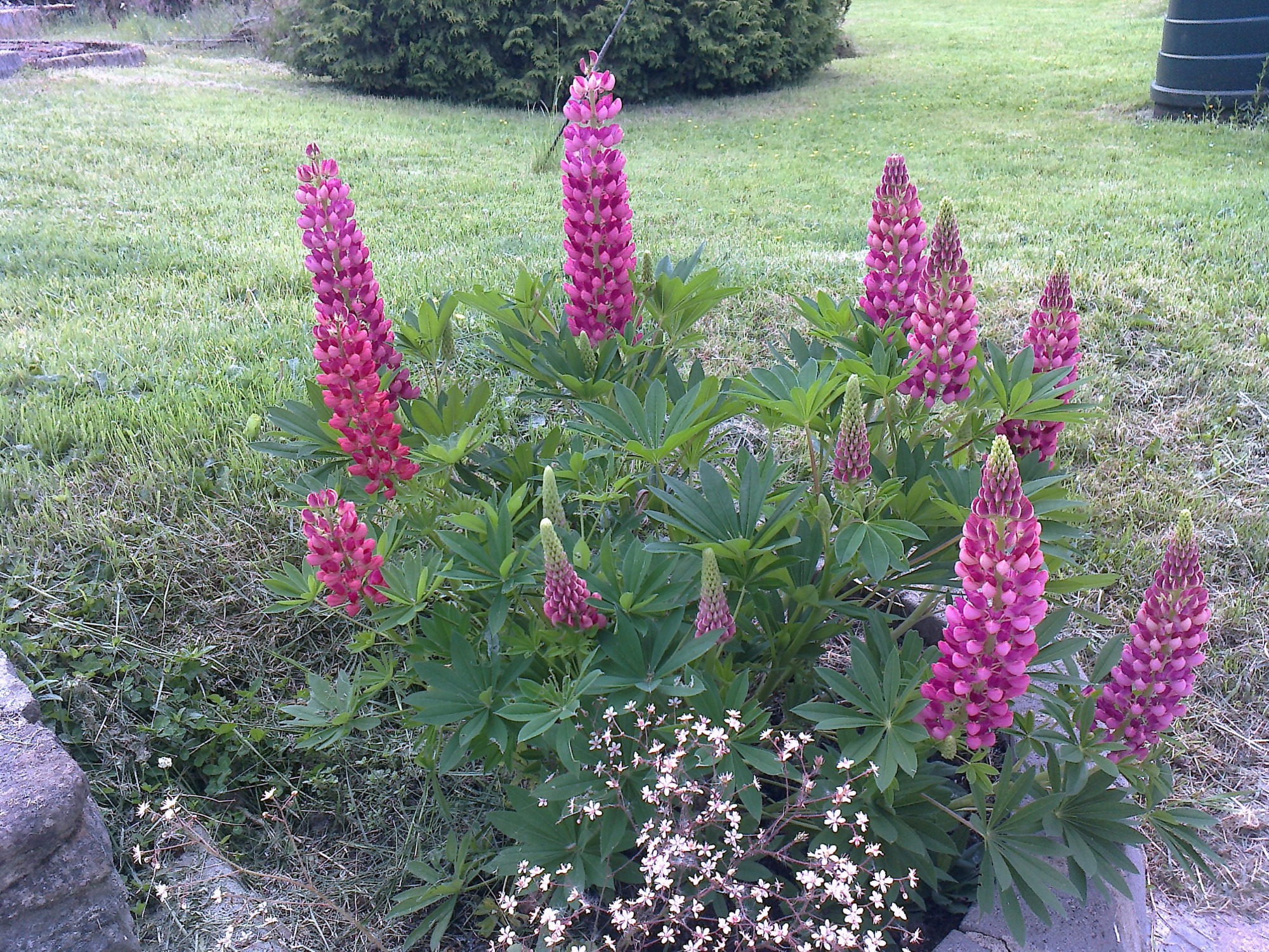 Why has my lupin changed colour? Page 2 — BBC Gardeners' World Magazine